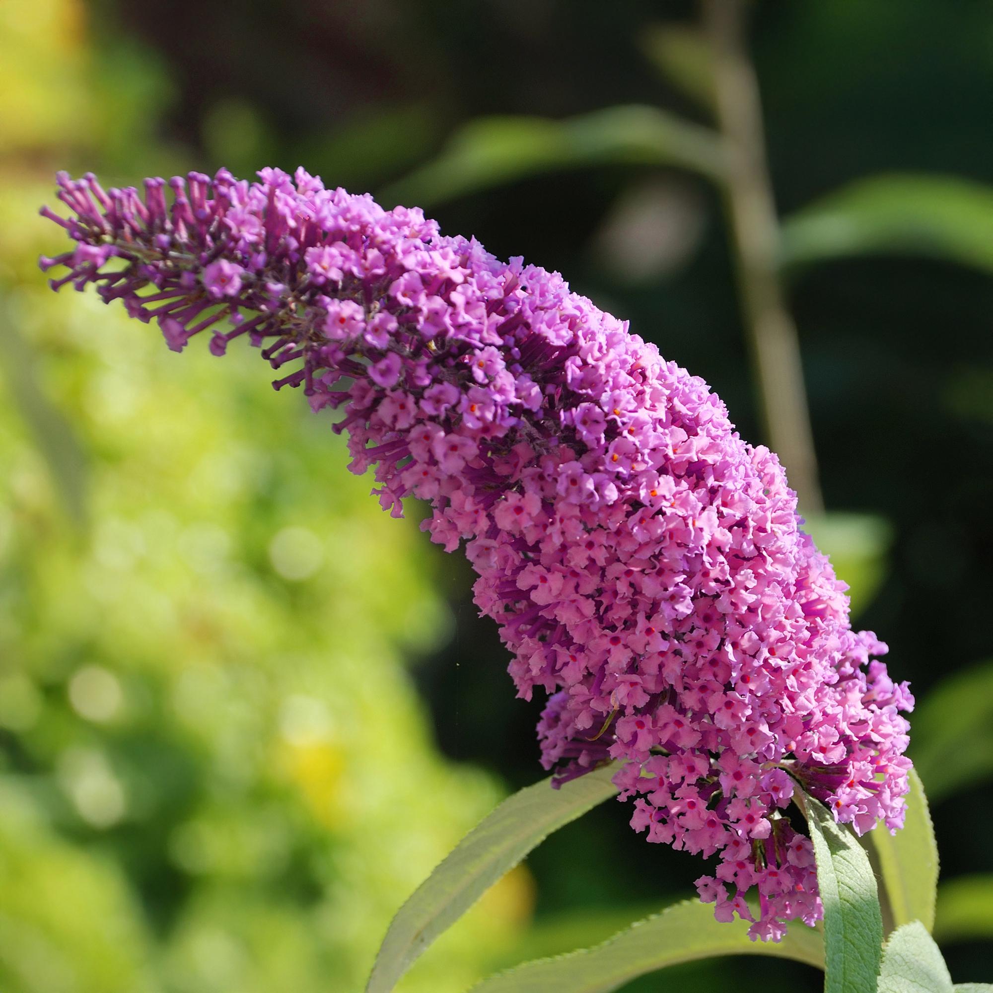 Buddleja davidii 'Pink Delight' – Sommerfuglebusk, løvfældende, 17 cm potte, 25 cm
