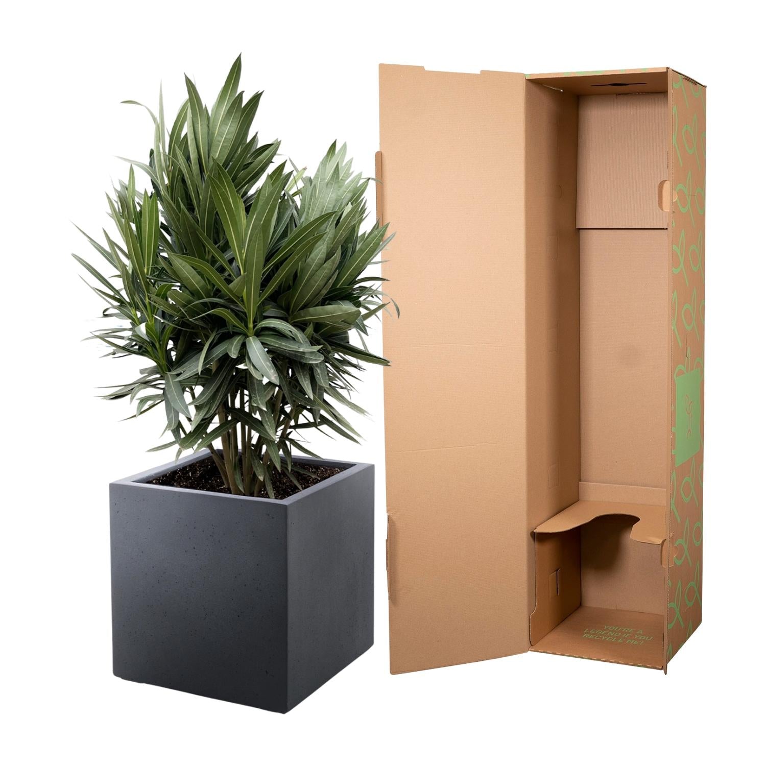 Oleander (Nerium oleander) - Ø19 - 70cm