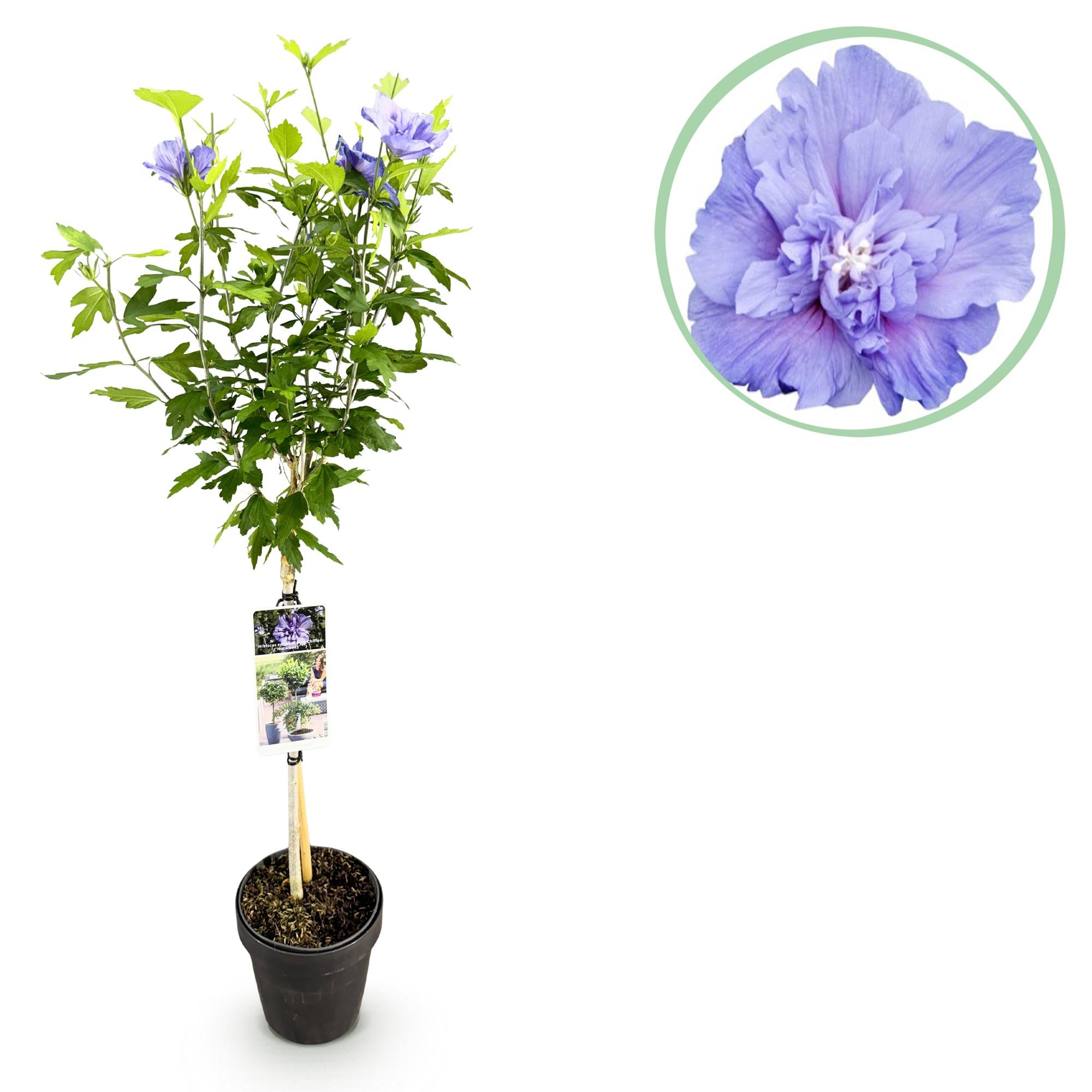 Hibiskus Blue Chiffon® – laubabwerfende, pflegeleichte Stammpflanze, 19 cm Topf, 90 cm hoch