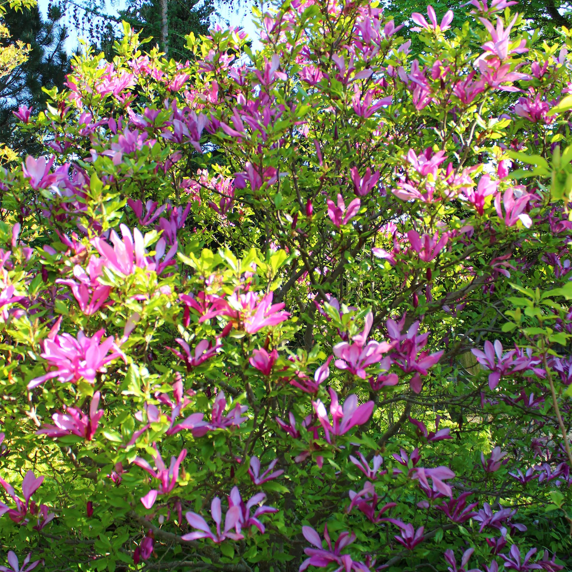Magnolia 'Susan' – 1 plante, mørkerosa blomst, nem at passe, 17 cm potte, 45 cm højde