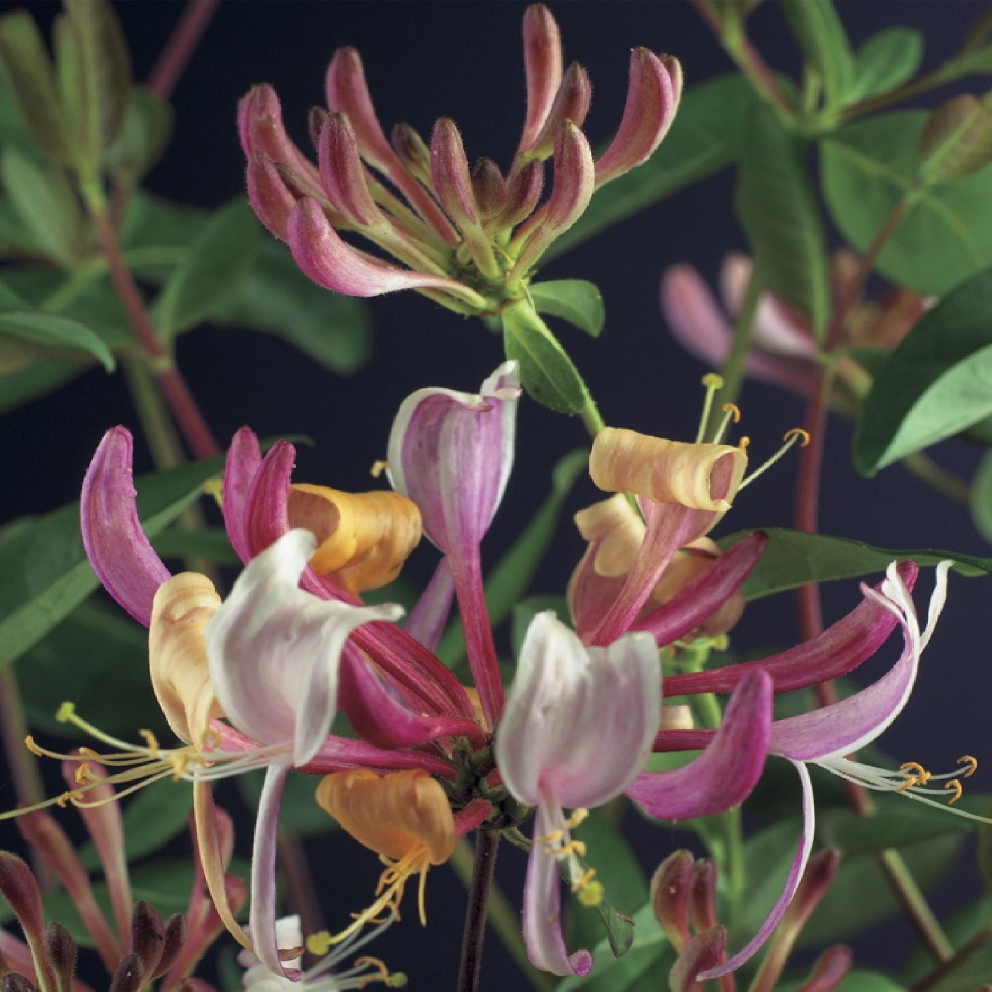 Geißblatt ‘Serotina’ – immergrüne Kletterpflanze, 2 Pflanzen, 11-cm-Topf, 40 cm