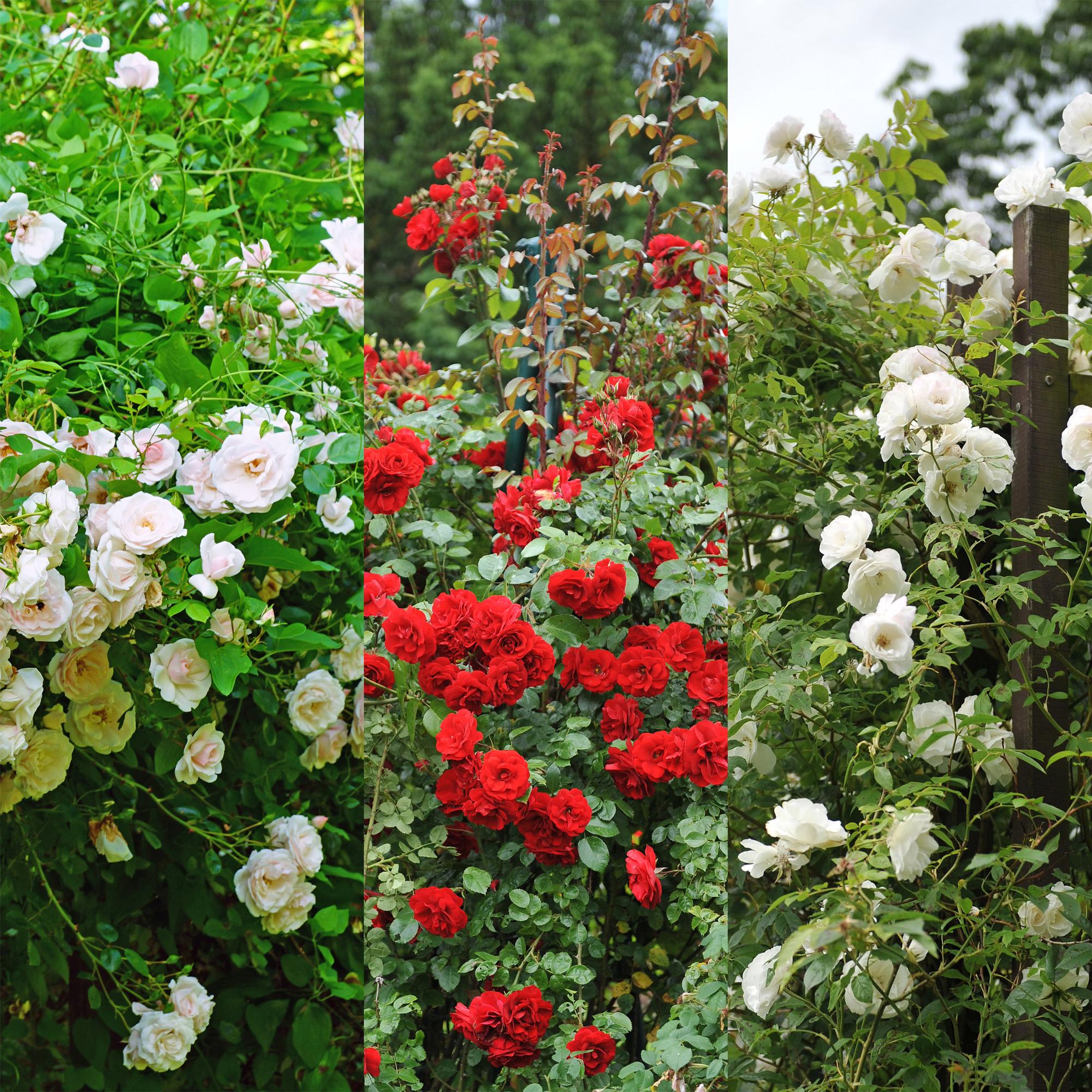 'Rosa Tricolour' klatrerose – flerfarvet blomstring, nem at passe, 3 planter i en 11 cm potte, 40 cm høj