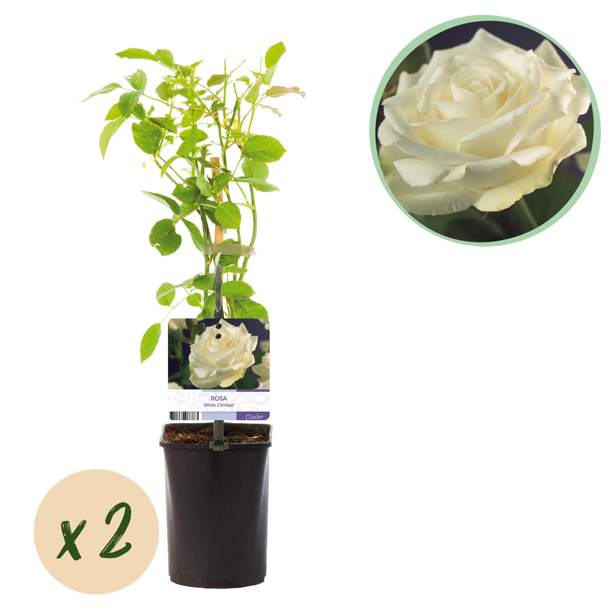 Klatrerose 'White Climber' – hvide blomster, nem at passe, 2 planter i en 11 cm potte, 40 cm høj