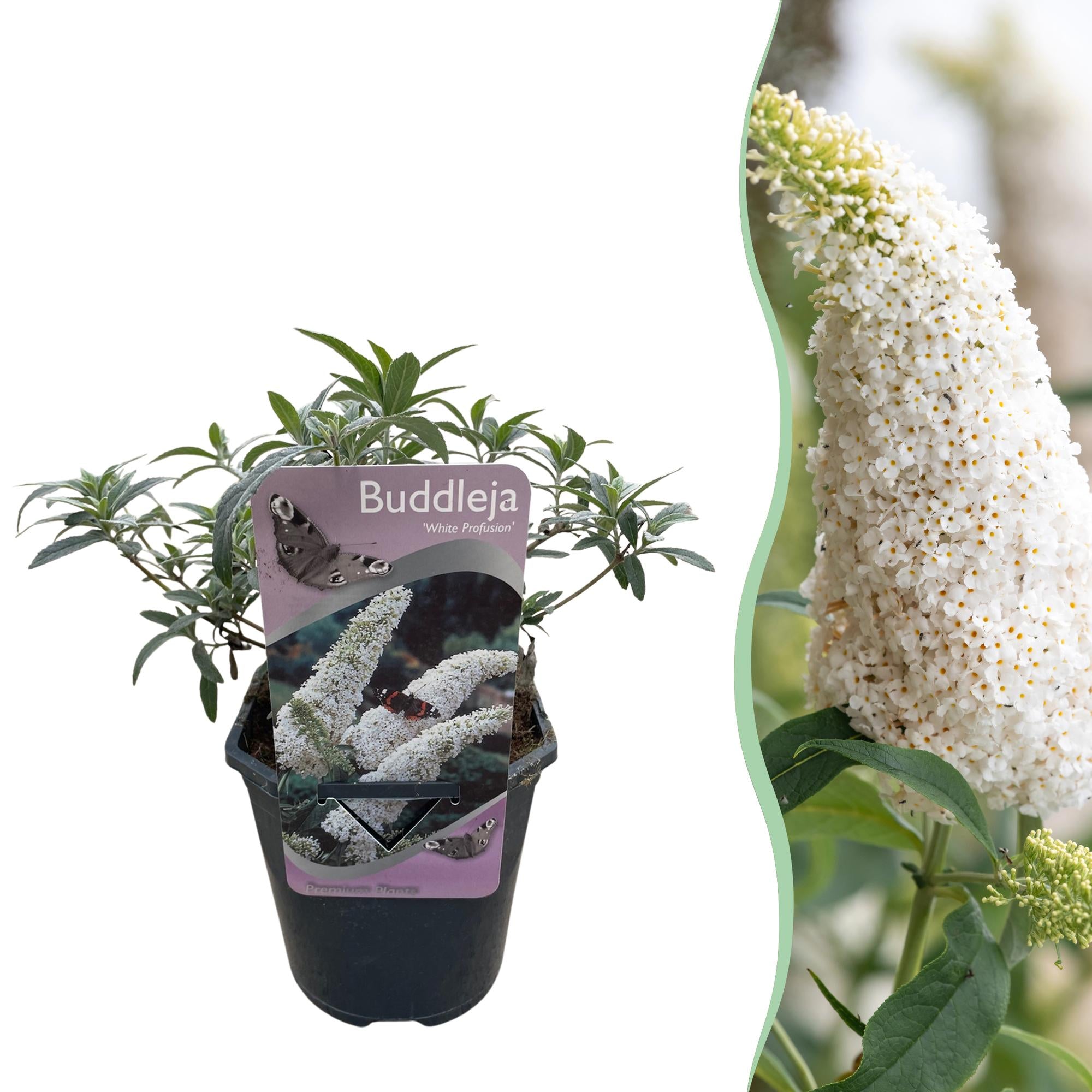 Sommerfuglebusk 'White Profusion' – 1 plante, hvidblomstrende, 17 cm potte, 25 cm høj