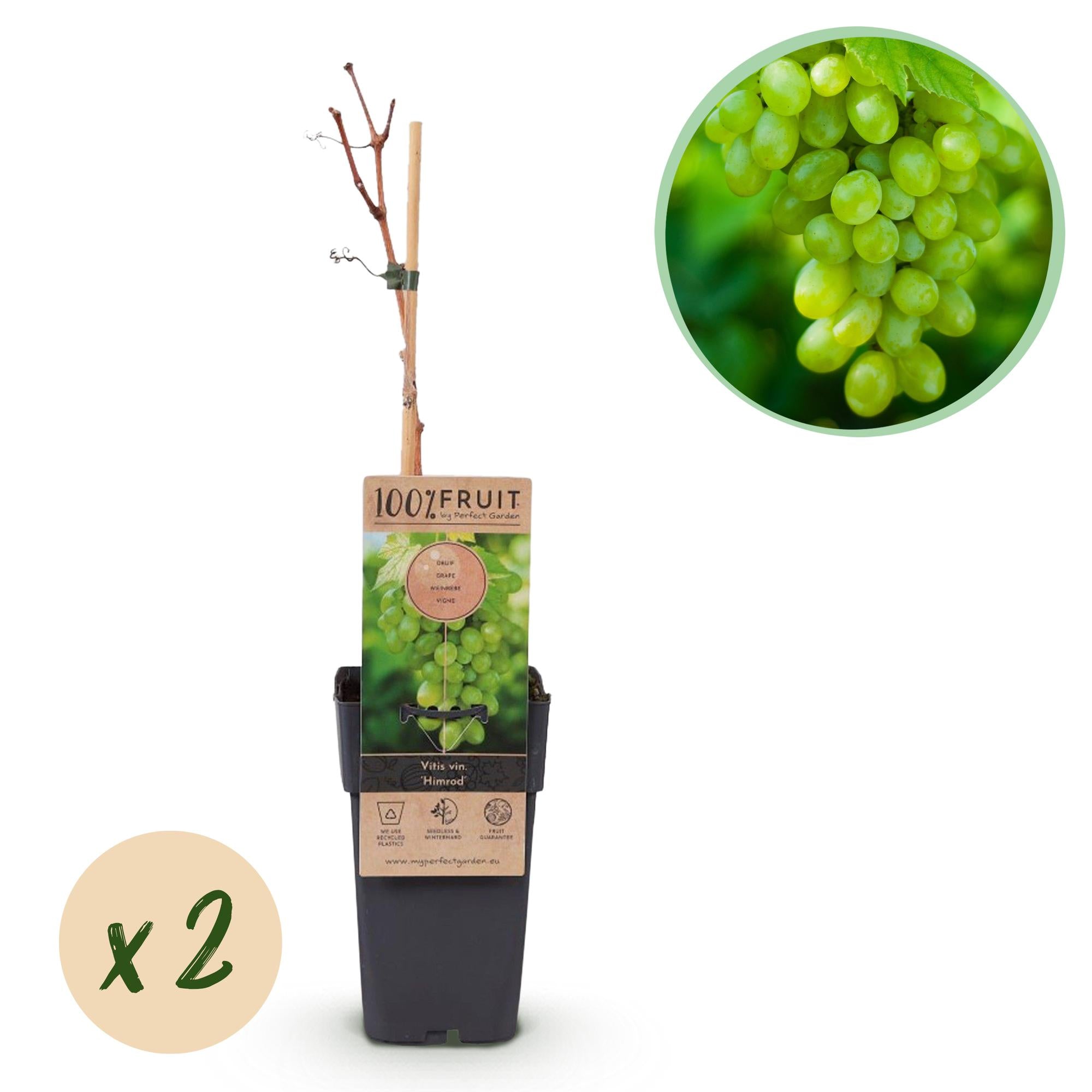 Vitis vinifera 'Himrod' – kernefri hvid spisedrue, 2 planter, 15 cm potte, 50 cm højde