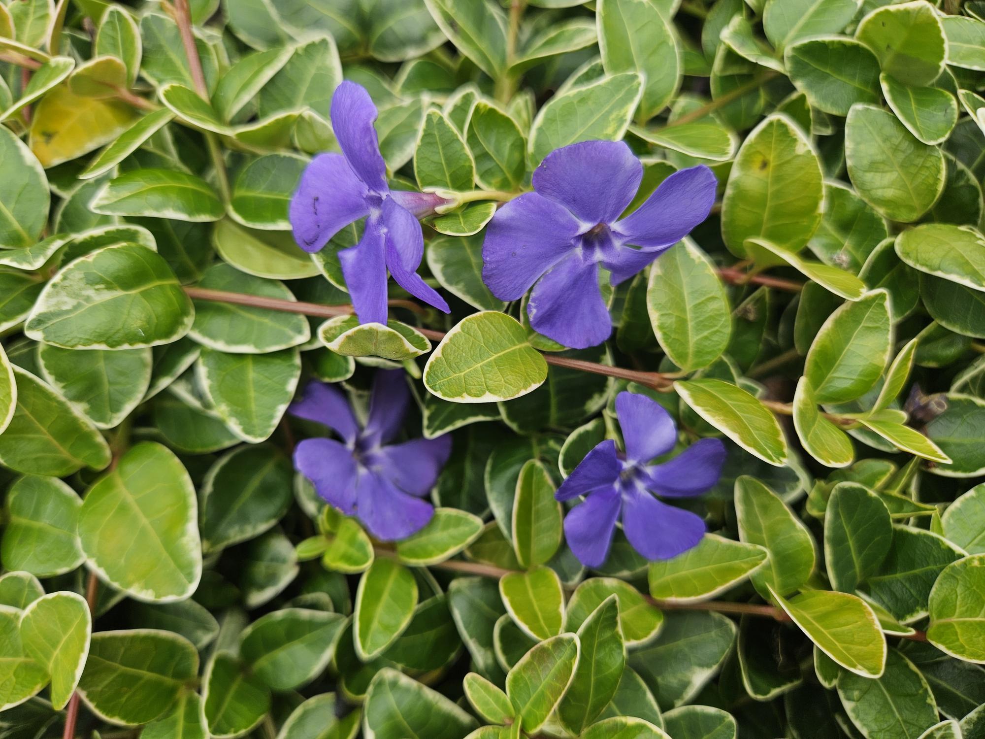 20x Vinca minor 'Argenteovariegata' - ↕10-25cm - Ø9cm