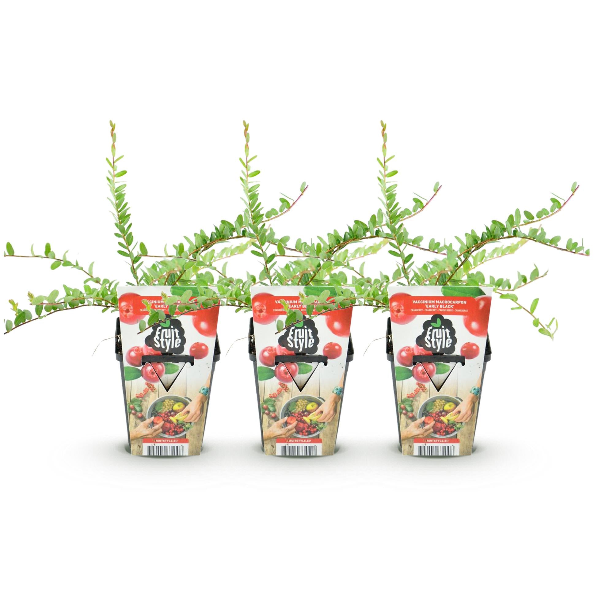 Blåbær ‘Early Black’ (Vaccinium macrophylla) – hårdfør, 3 planter i en 9 cm potte