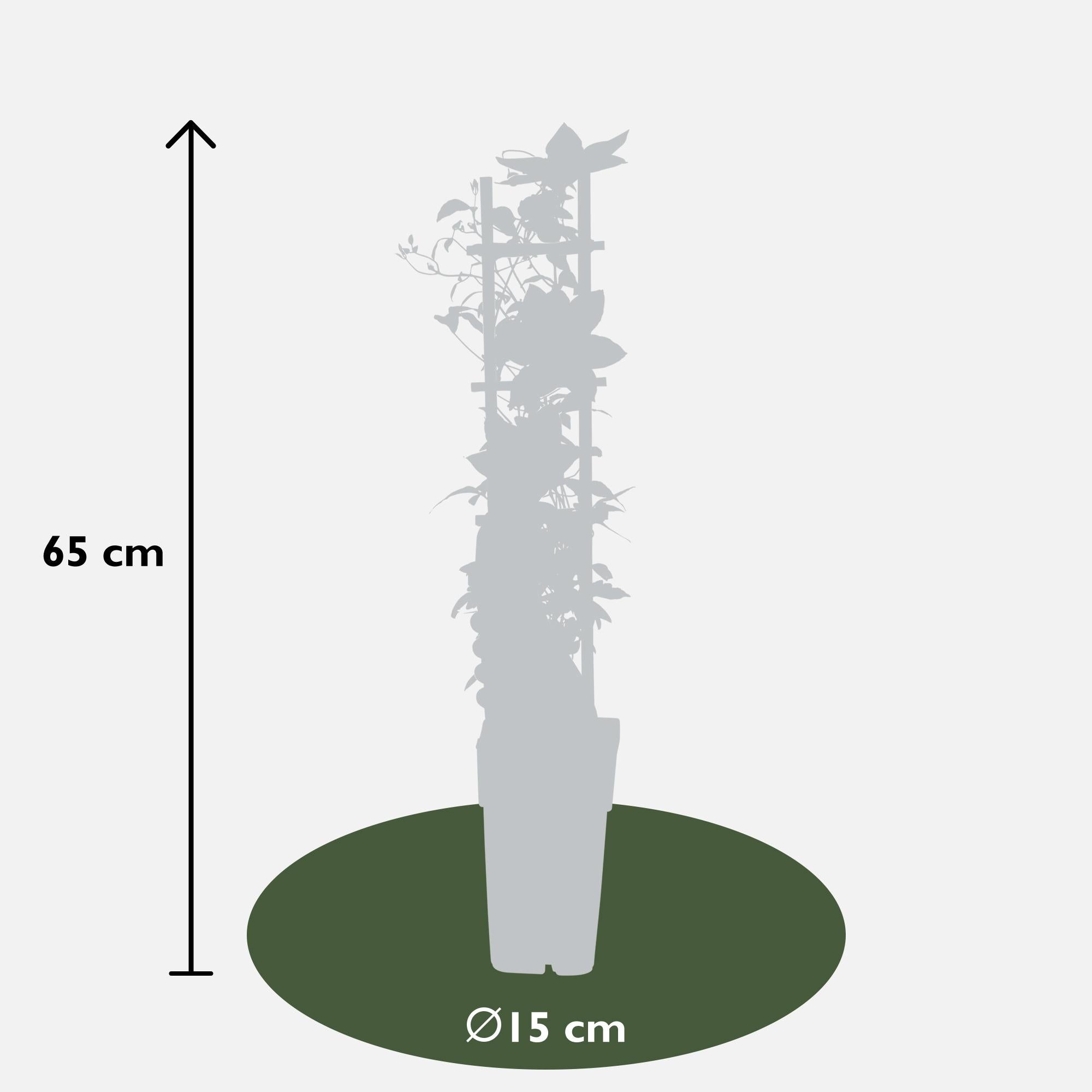 Klematis 'Corinne' – kompakt, hvidblomstrende klatreplante, Ø15 cm, ↕65 cm