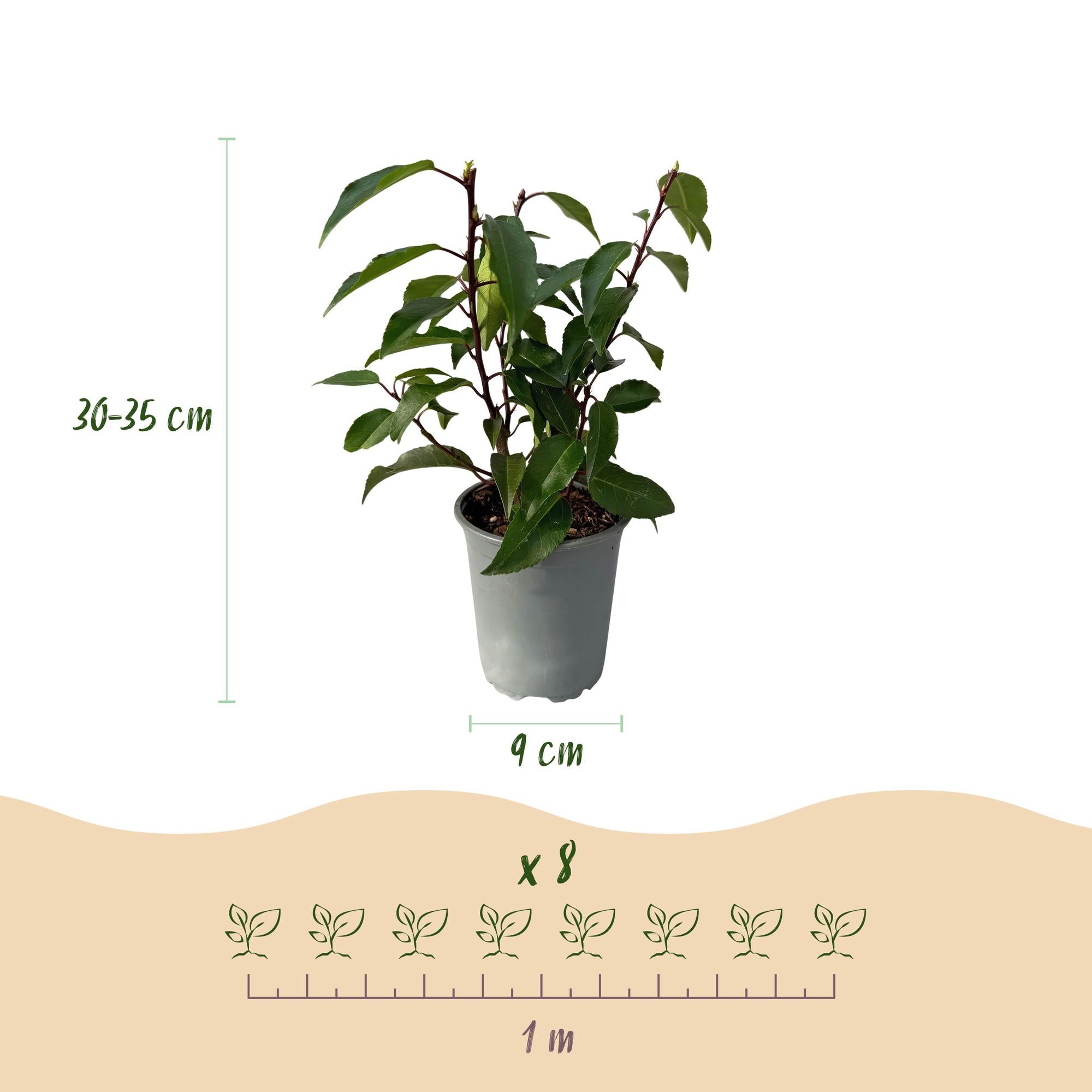 Prunus Lusitanica 'Angustifolia' – portugisisk laurbærkirsebær