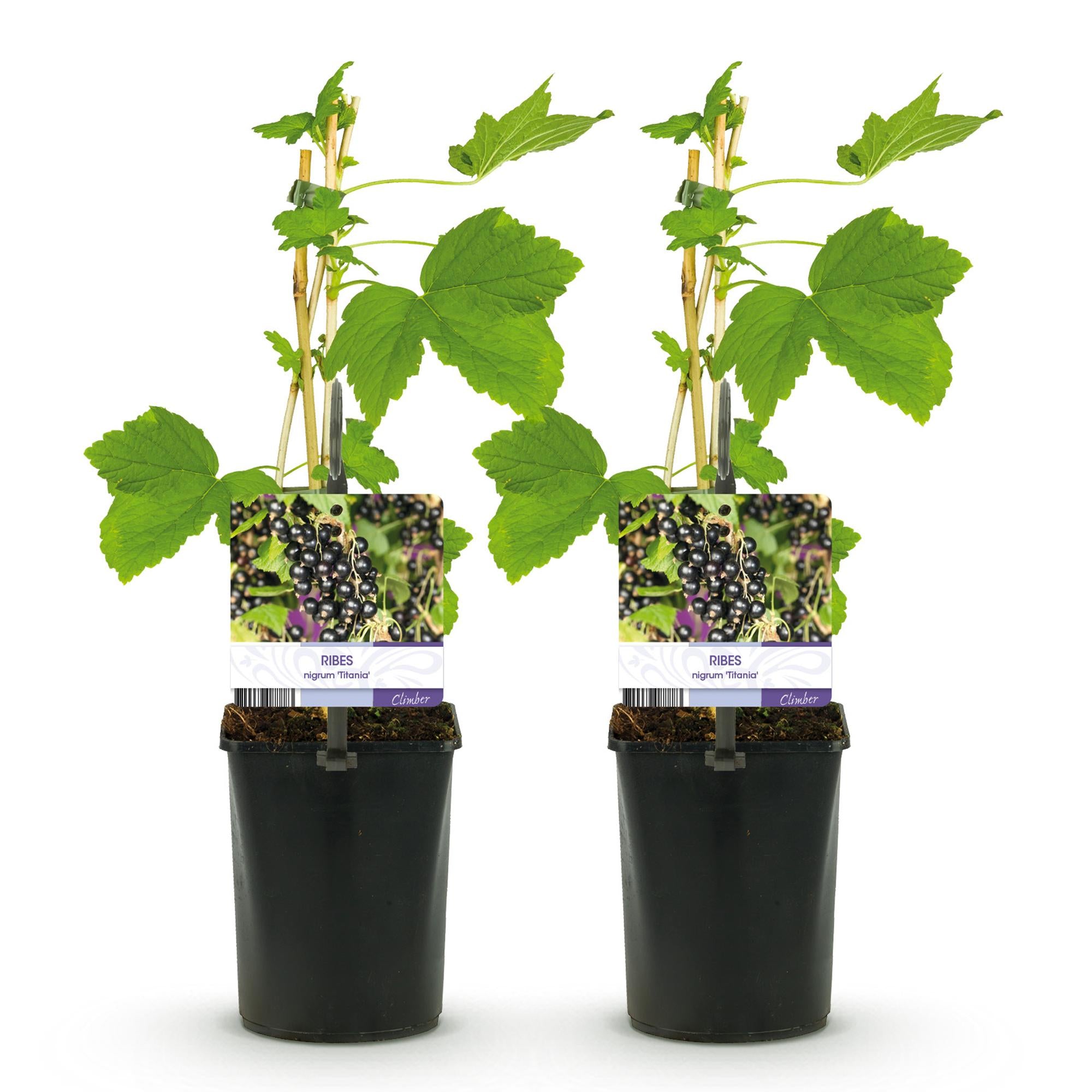 Blackcurrant “Titania” – 2 plants, approx. 40 cm tall, 11 cm pot