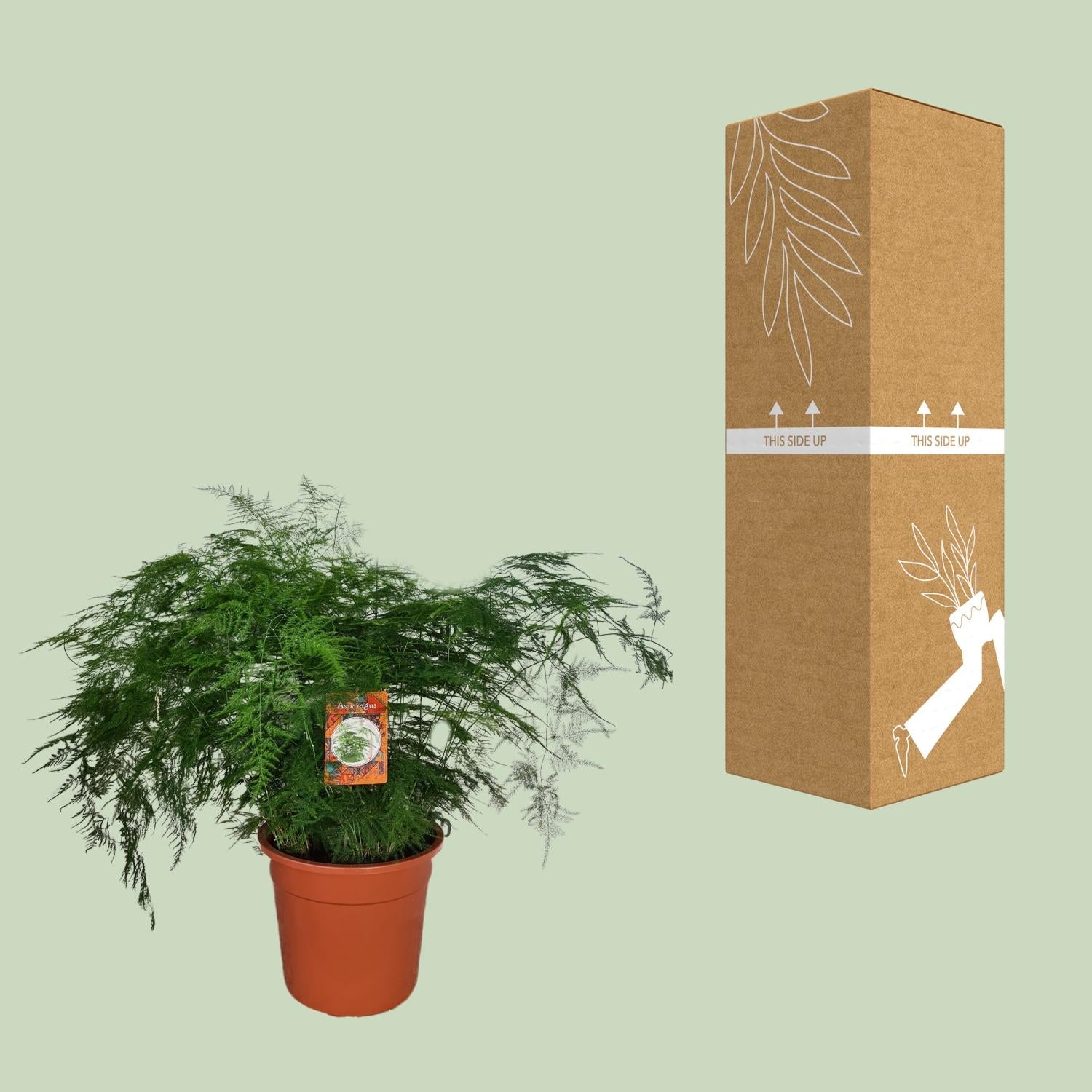 Asparges Setaceus – Spargelfarn - 30-70 cm