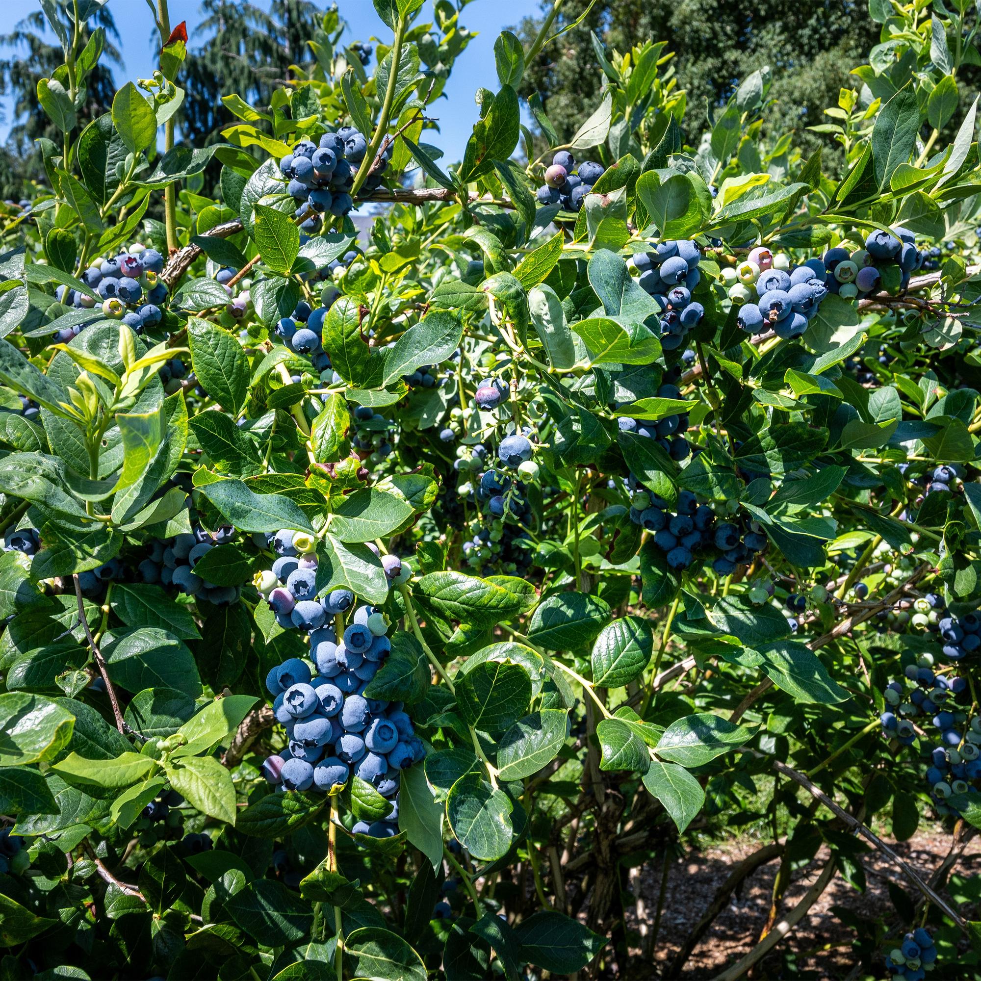 Blueberry bush 'Goldtraube' – thornless, 2 plants, each 40 cm tall, in an 11 cm pot