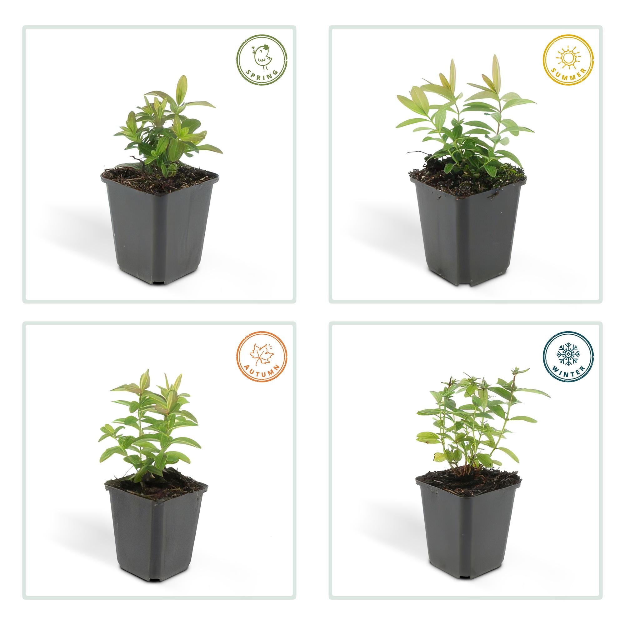 6x Hypericum calycinum - ↕10-25cm - Ø9cm