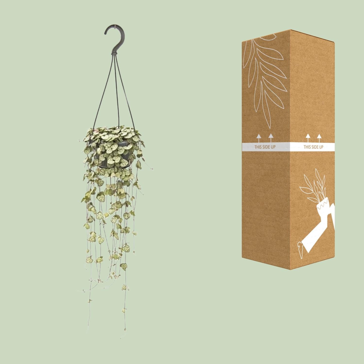 Ceropegia Woodii – Leuchterblume - 14 cm Topf, 50 cm hoch