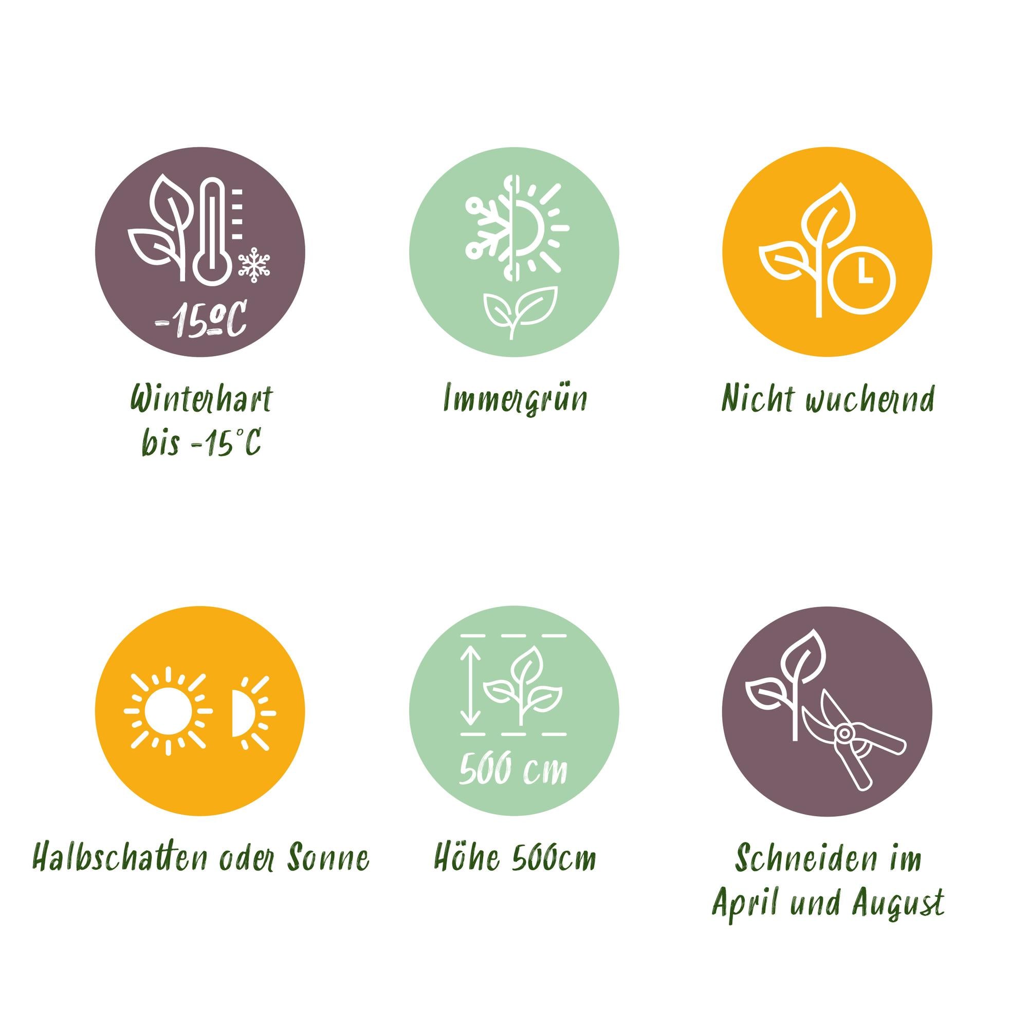 Prunus Lusitanica 'Angustifolia' – portugisisk laurbærkirsebær