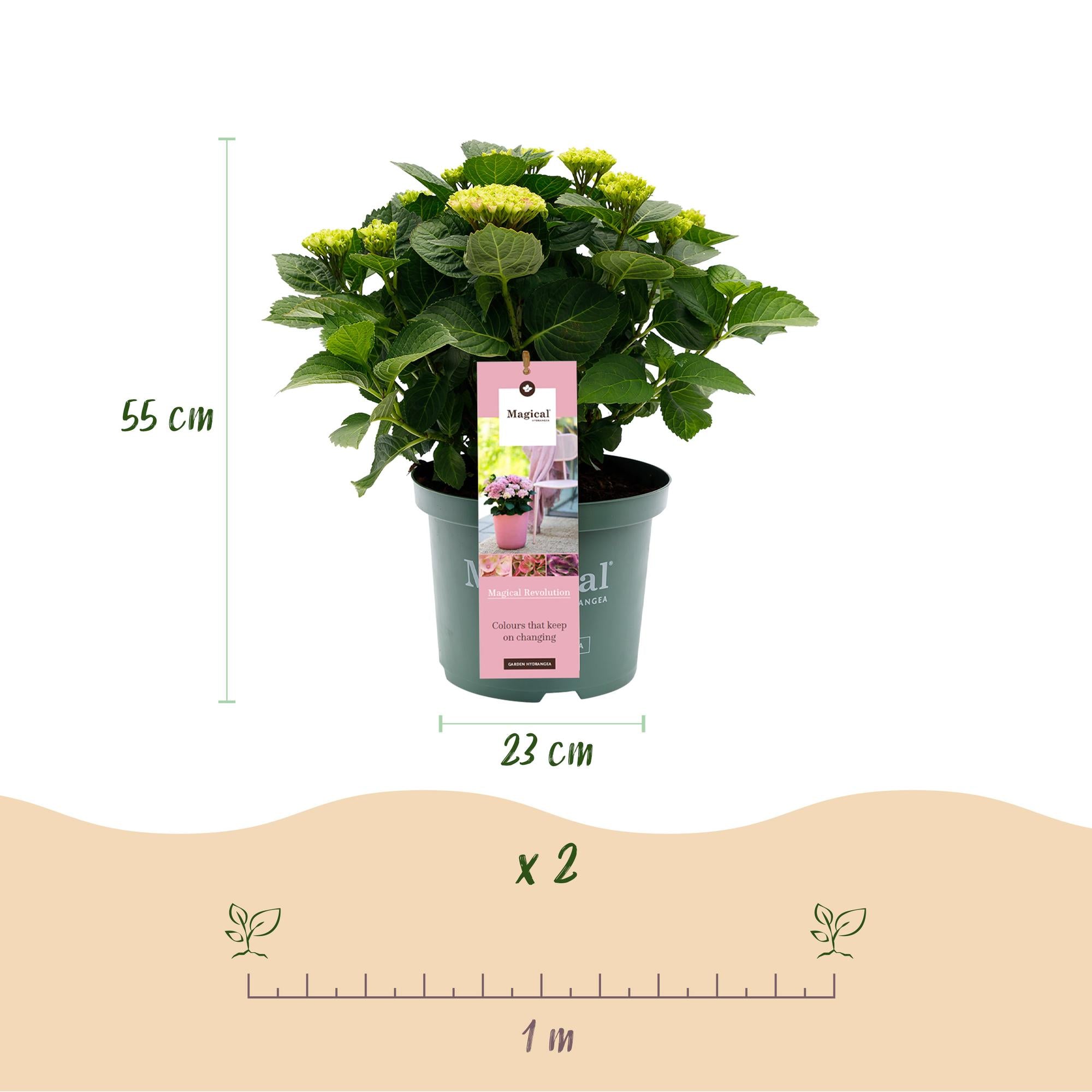 Hortensia 'Magical Revolution' Pink – Hortensia, 6-10 blomster – 23 cm potte, 55 cm høj