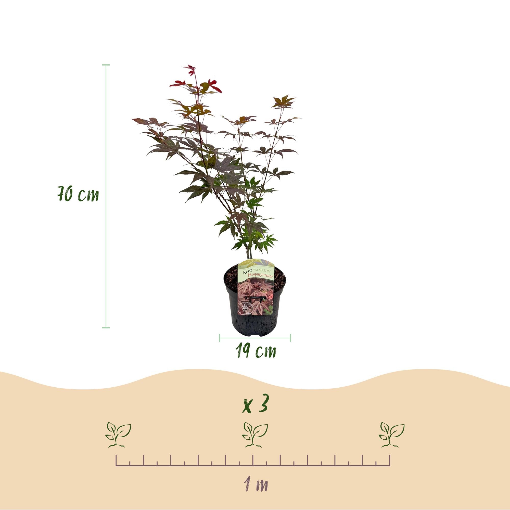 Japansk ahorn – sort 'Atropurpureum', lilla, løvfældende, 19 cm potte, 70 cm højde