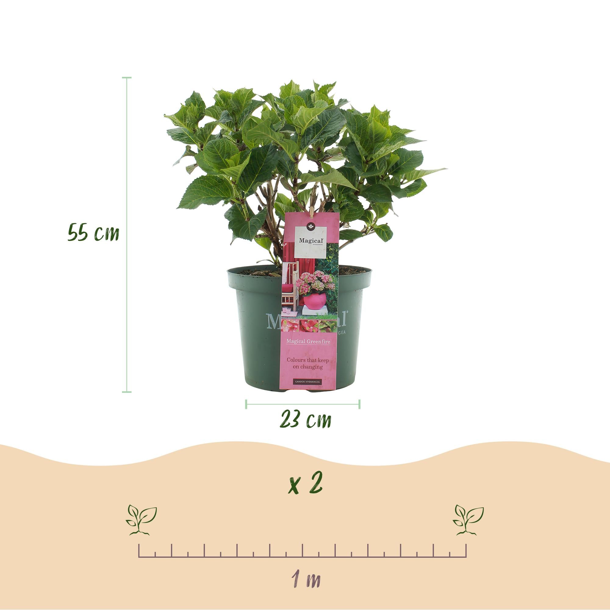Balkonplante Hortensia 'Magical Green Fire' – 6-10 blomster, lyserødgrøn, 23 cm potte, 55 cm høj