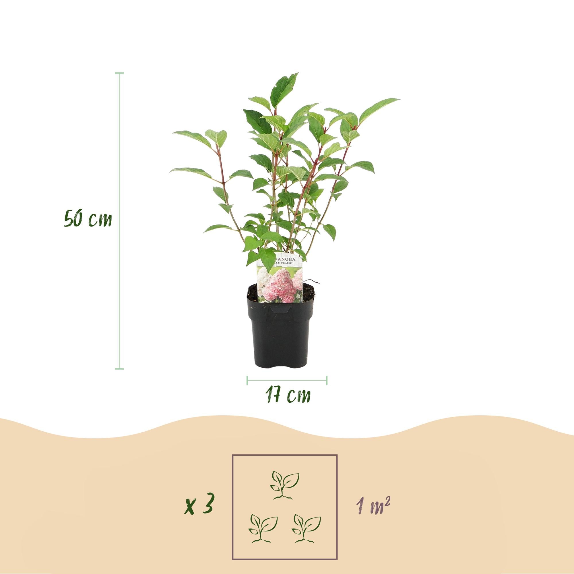 Panikhortensia 'Vanille Fraise' – løvfældende, store hvid-rosa blomster, 17 cm potte, 50 cm høj