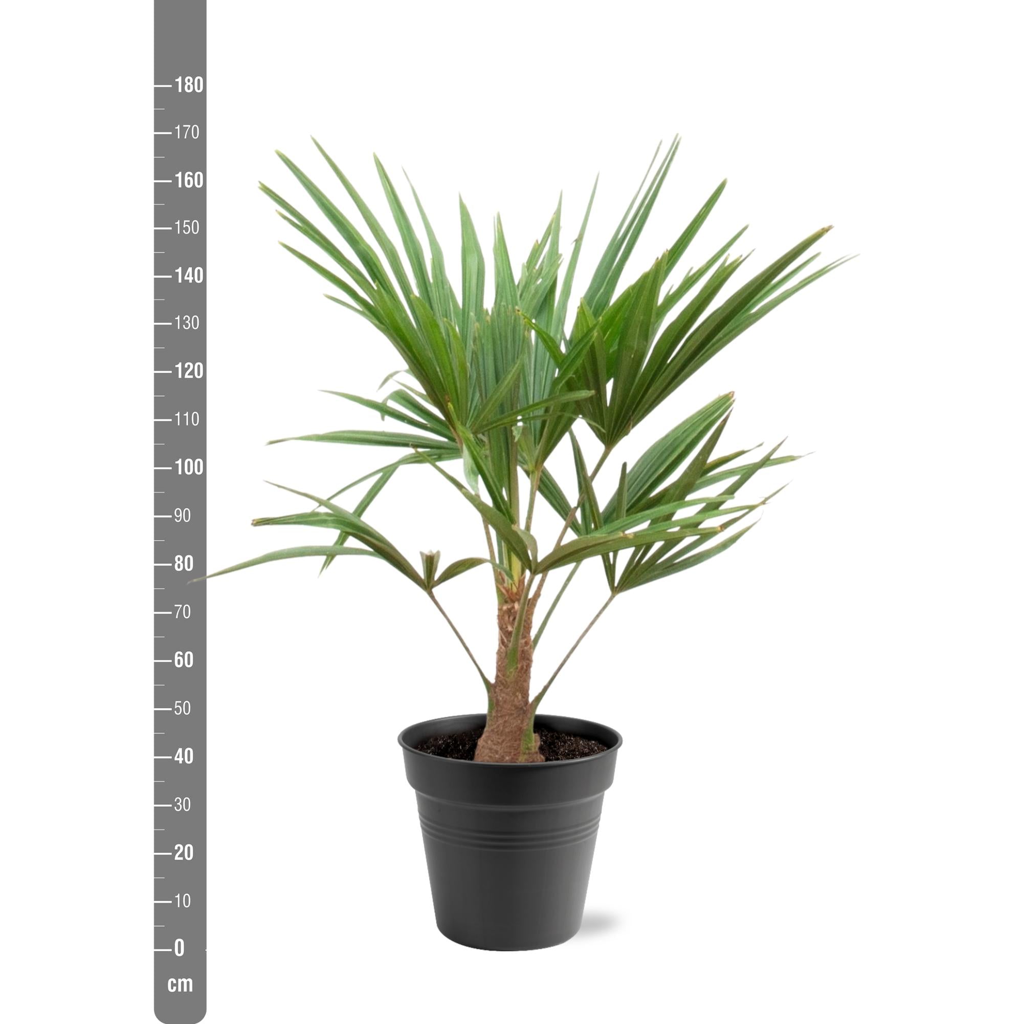 Trachycarpus fortunei – robust, hårdfør palme, 21 cm potte, 90-100 cm højde