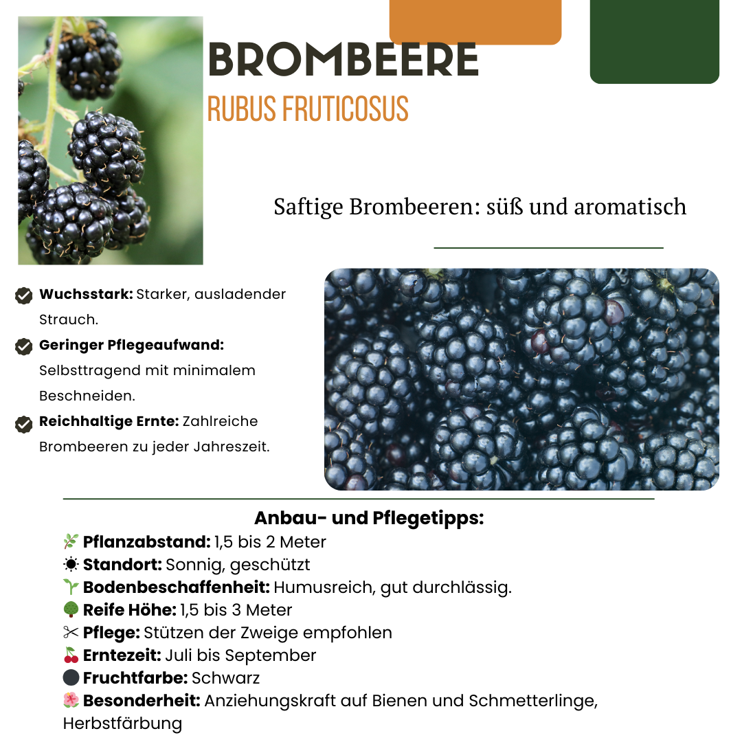 3 x Bio-Bromølsflasker – Ø 13 cm – ↨ 20 cm