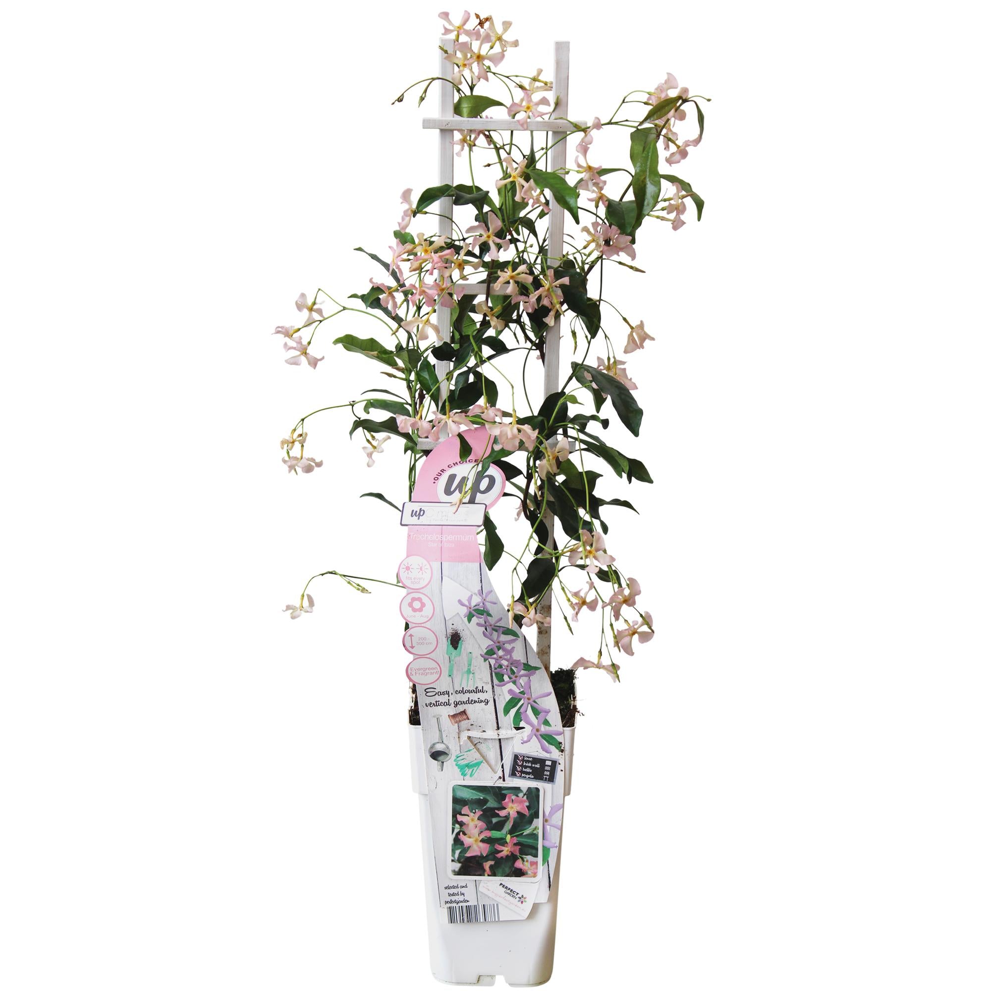 Tuscan Jasmine 'Star of Ibiza' – pink flowers, evergreen, 15 cm pot, 65 cm tall