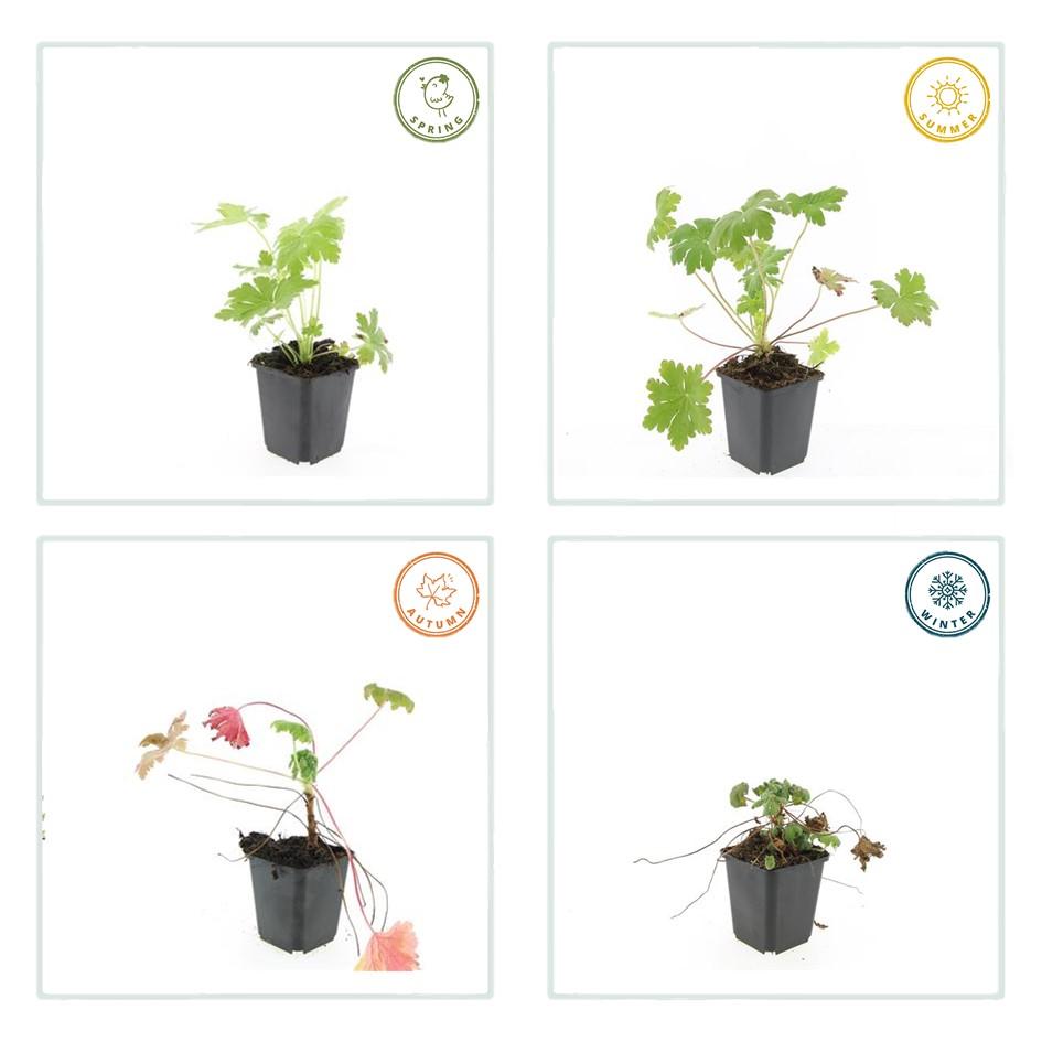 12x Geranium macr. 'Ingwersens Var.' - ↕10-25cm - Ø9cm