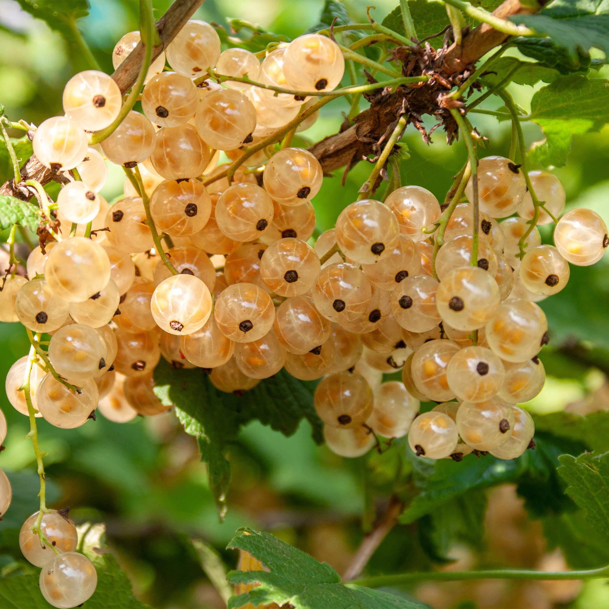 Solbær “White Pearl” – hvide bær, 2 planter, ca. 40 cm høje