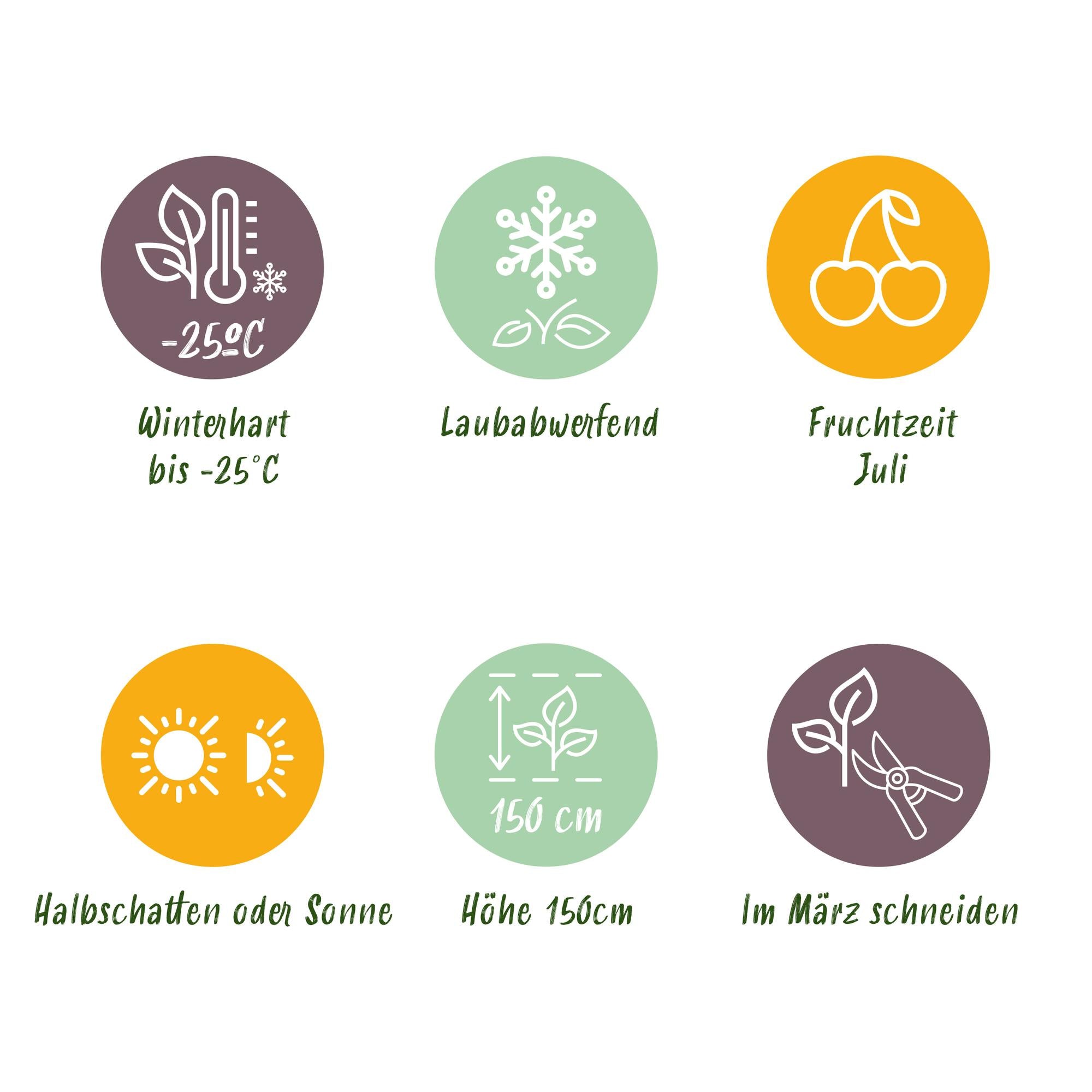 Honigbeere (Lonicera caerulea ‘Kamchatika’) – 2 Pflanzen, 15 cm Topf, 50 cm hoch