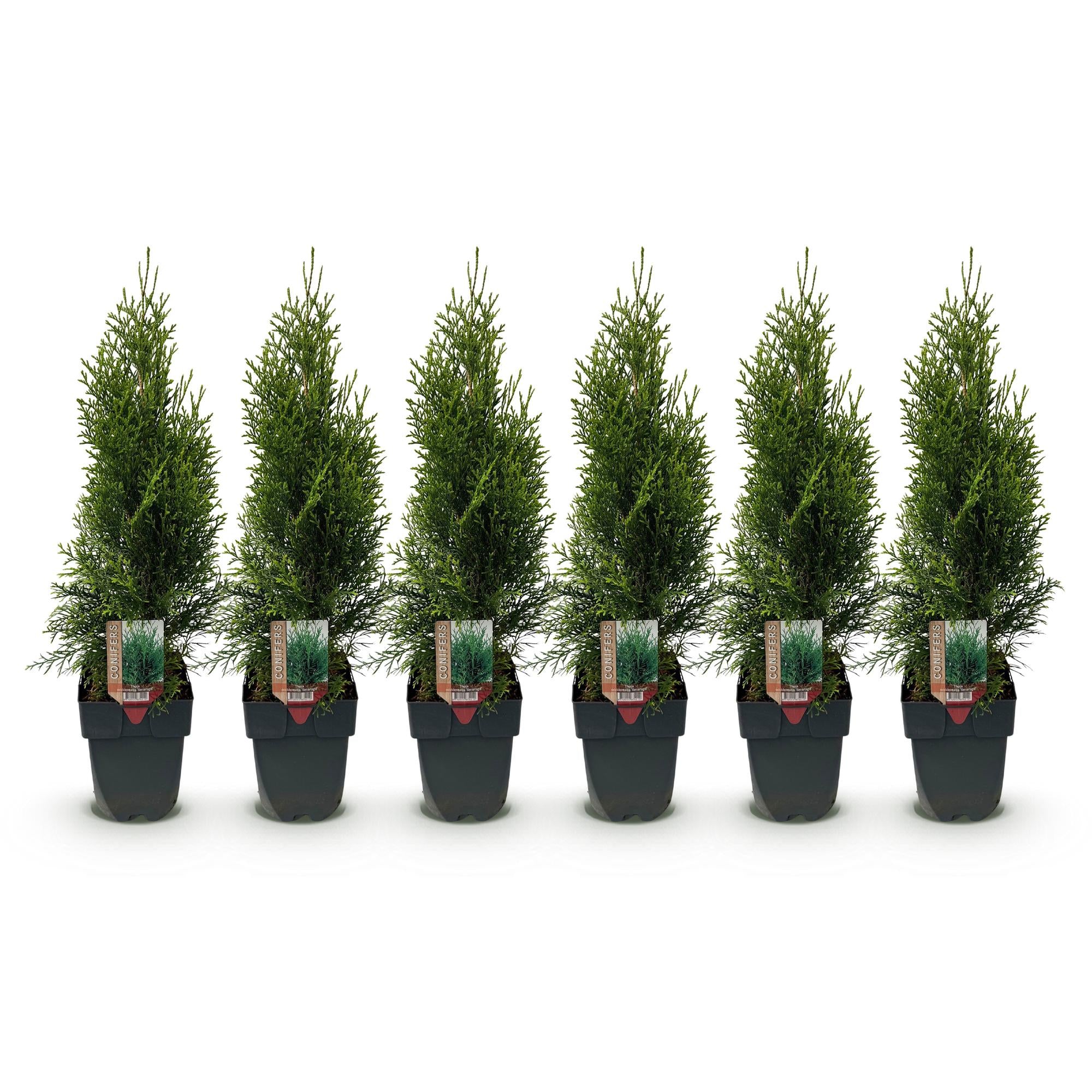 GreenboutiQ - Hækplanter - Thuja occidentalis Smaragd - Grønne blade - 6 planter - 1 løbende meter - Stedsegrøn - 17 cm potte, 60 cm højde