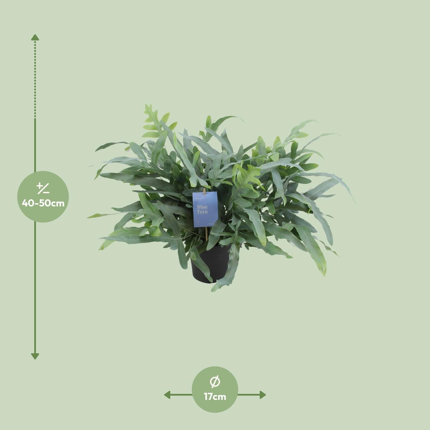 Phlebodium Aureum 'Blue Star' – Blue Fern - 17 cm pot, 50 cm tall