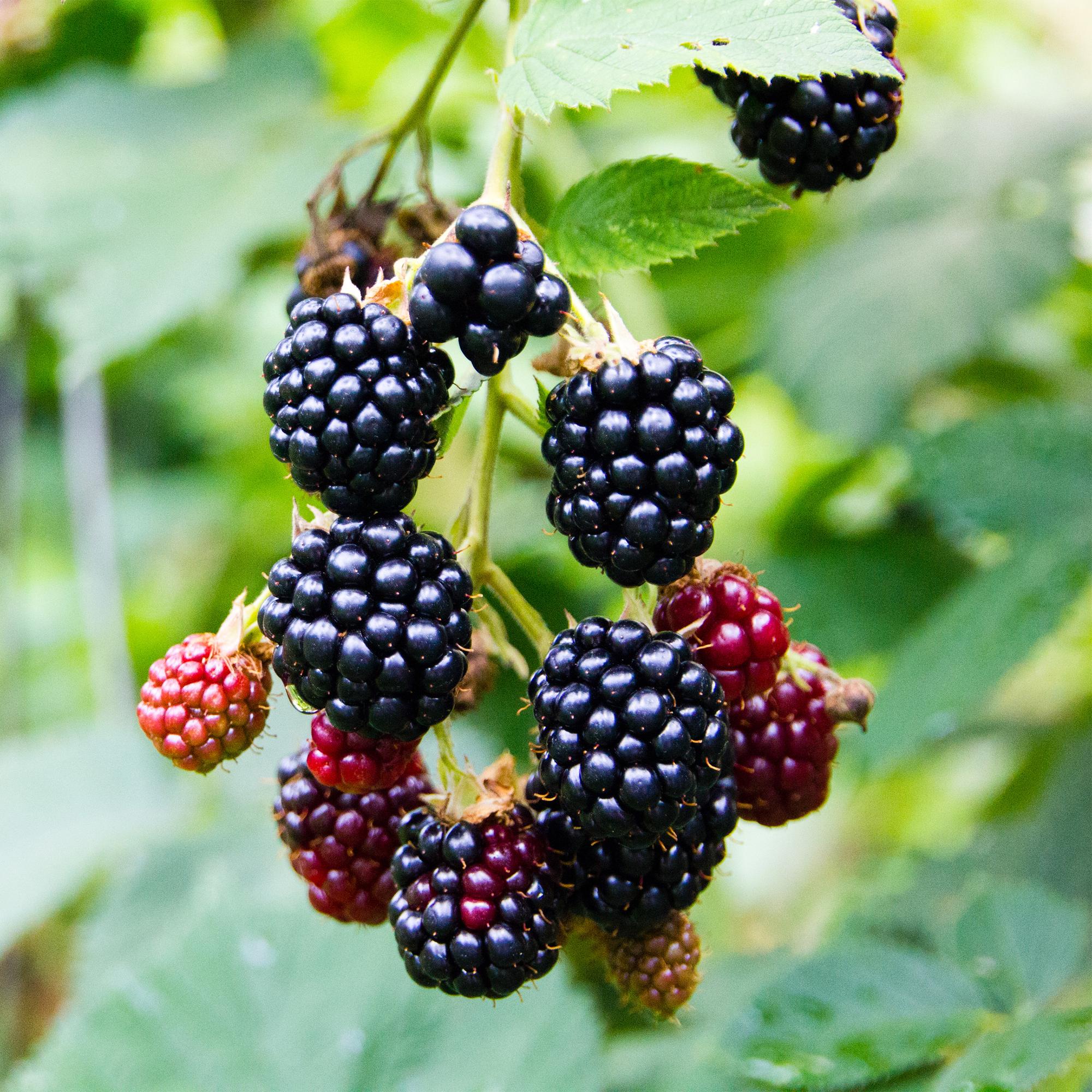 Torneløse brombær “Triple Crown” – 2 planter, 11 cm potte, ca. 40 cm