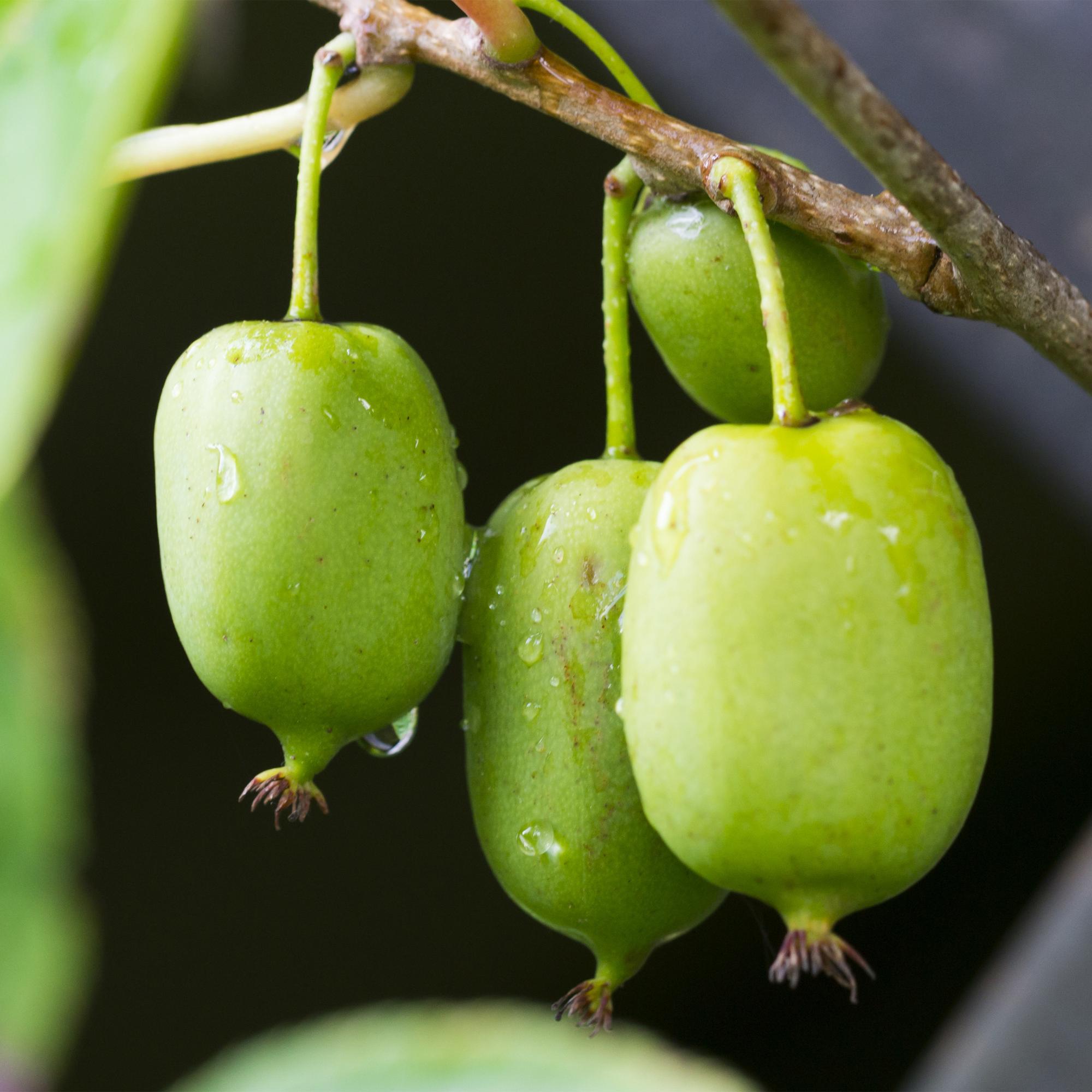 Mini kiwi “Issai” – Actinidia arguta, 2 planter, 11 cm potte, ca. 40 cm højde
