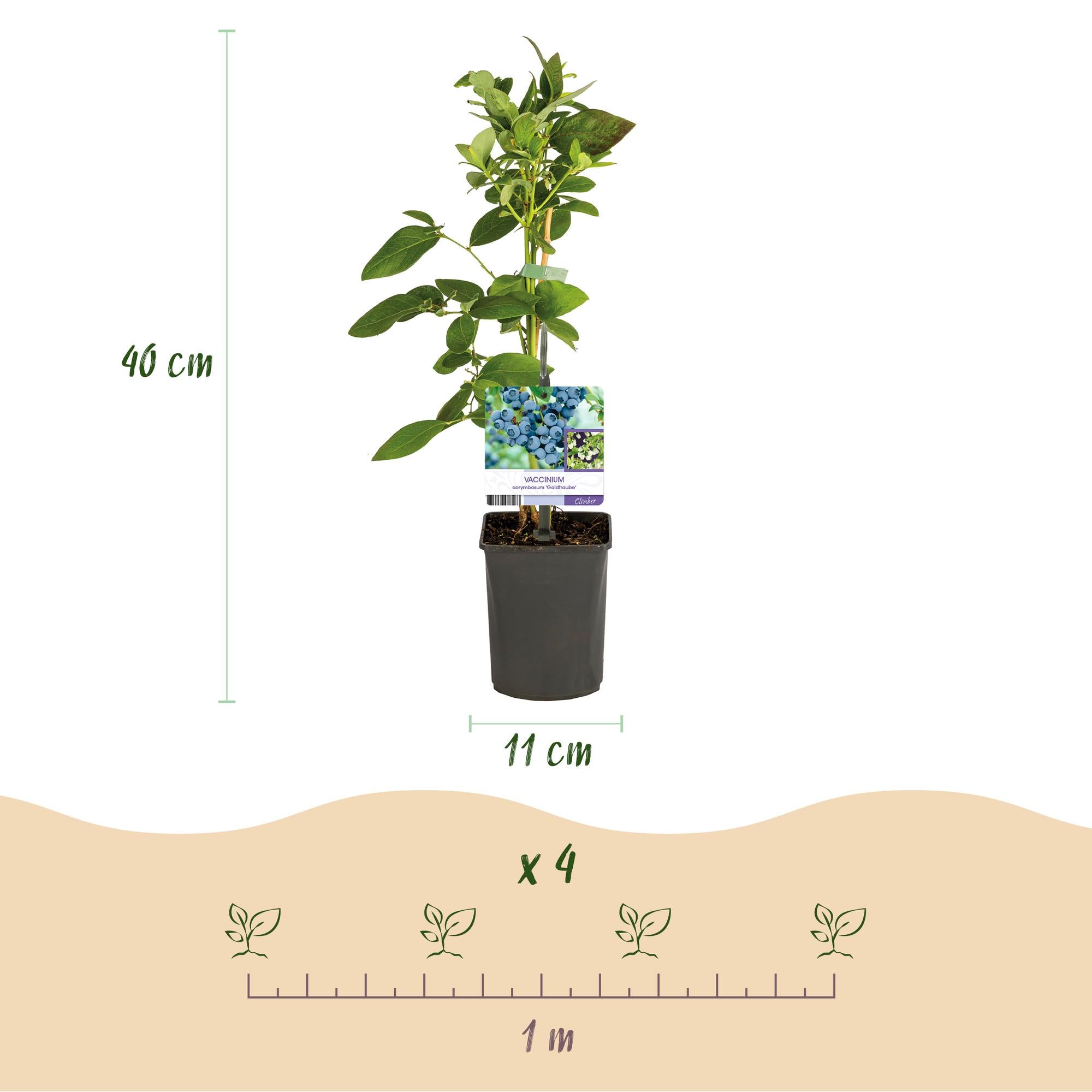 Blueberry bush 'Goldtraube' – thornless, 2 plants, each 40 cm tall, in an 11 cm pot