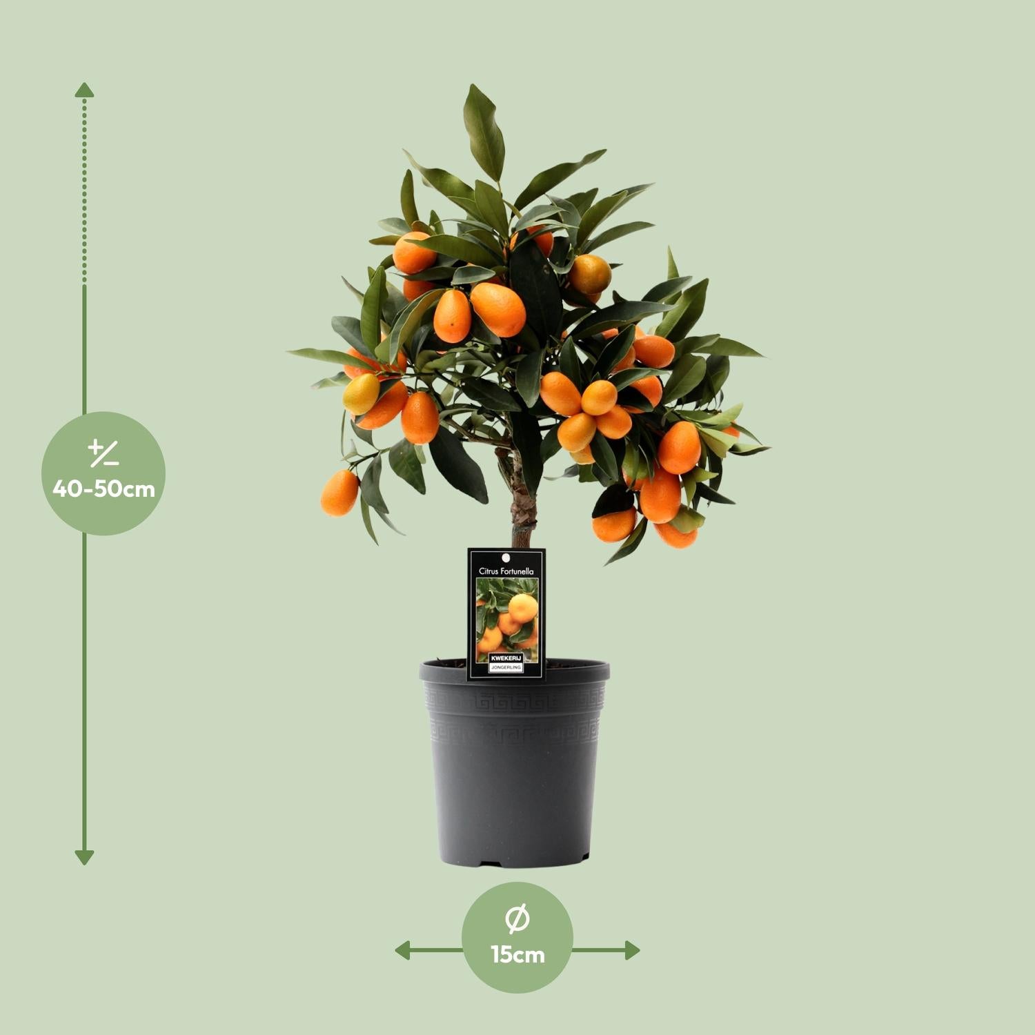 Citrus Kumquat - 16cm pot, 45cm tall