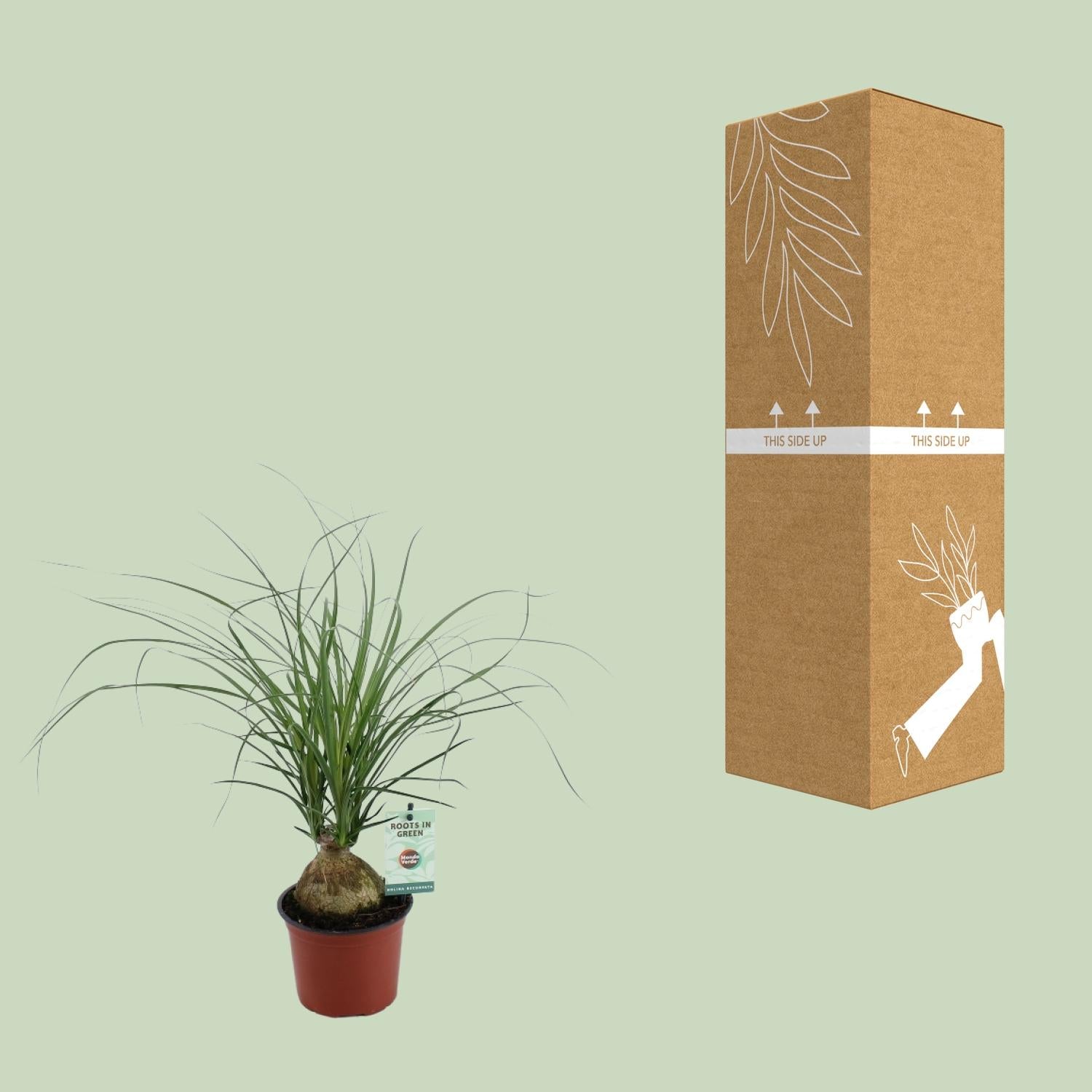 Beaucarnea Recurvata – Elefantfod - 12 cm potte, 45 cm høj