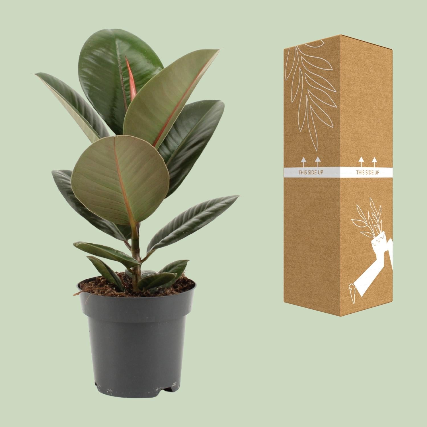 Ficus Elastica ‘Robusta’ – Gummibaum - 35-85 cm