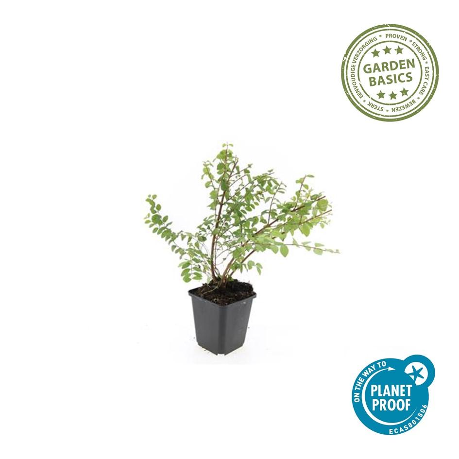 20x Symphoricarpos kap. 'Hancock' - ↕10-25cm - Ø9cm