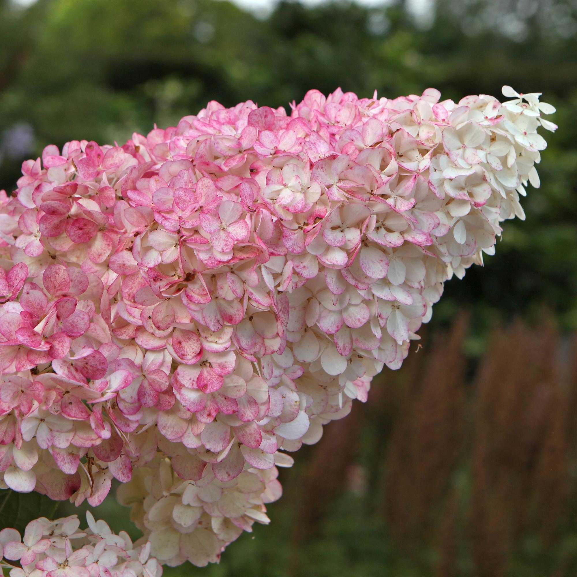 Panikhortensia 'Vanille Fraise' – løvfældende, store hvid-rosa blomster, 17 cm potte, 50 cm høj