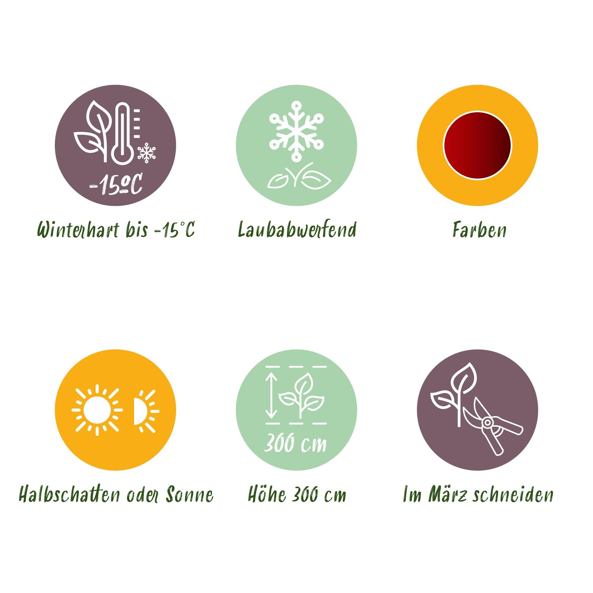 Japanese maple 'Jerre Schwartz' – compact ornamental maple, dark red foliage, 70 cm tall