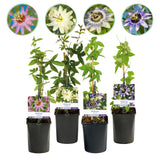 GreenboutiQ - Passionflower - Passiflora Rainbow - Pink, White, Purple, Green Flowers - Low Maintenance - 4 Plants - 11cm Pot, 40cm Height