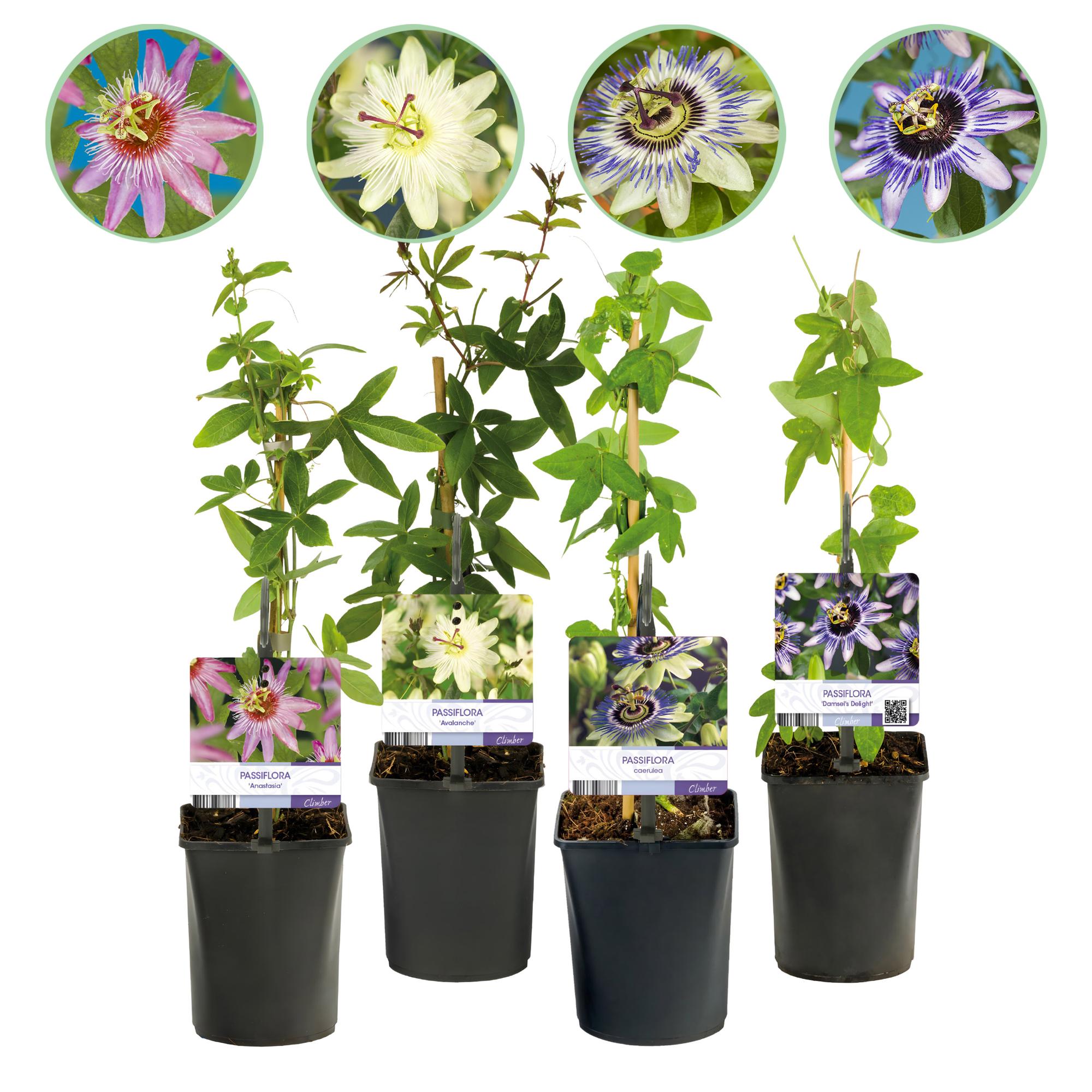 GreenboutiQ - Passionsblomst - Passiflora Rainbow - Lyserøde, Hvide, Lilla, Grønne Blomster - Lav Vedligeholdelse - 4 Planter - 11cm Potte, 40cm Højde
