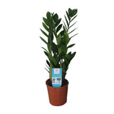 Zamioculcas Zamiifolia - Glücksfeder - 40-95 cm