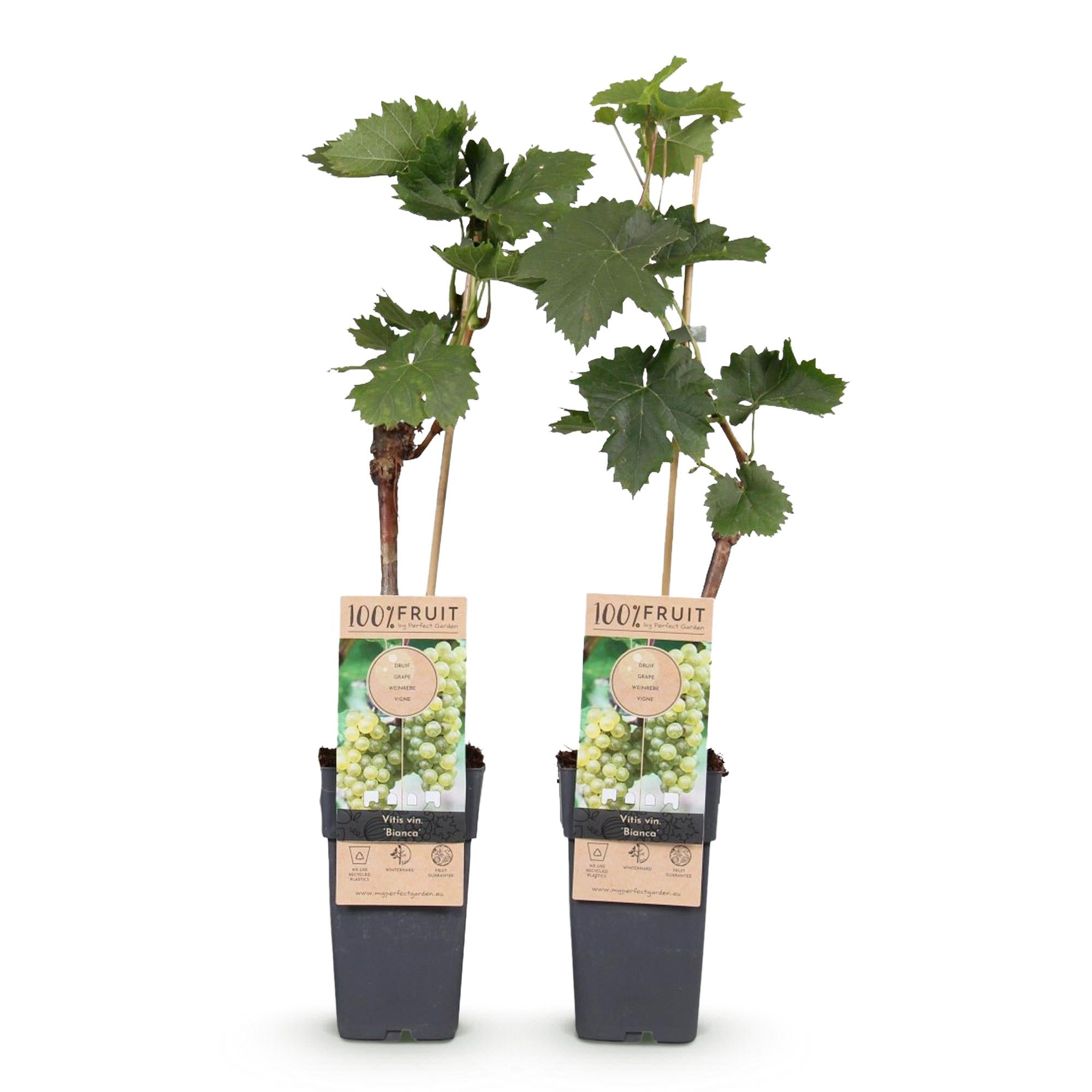 Spisedrue 'Bianca' – hvid sort, 2 planter, 15 cm potte, 50 cm høj