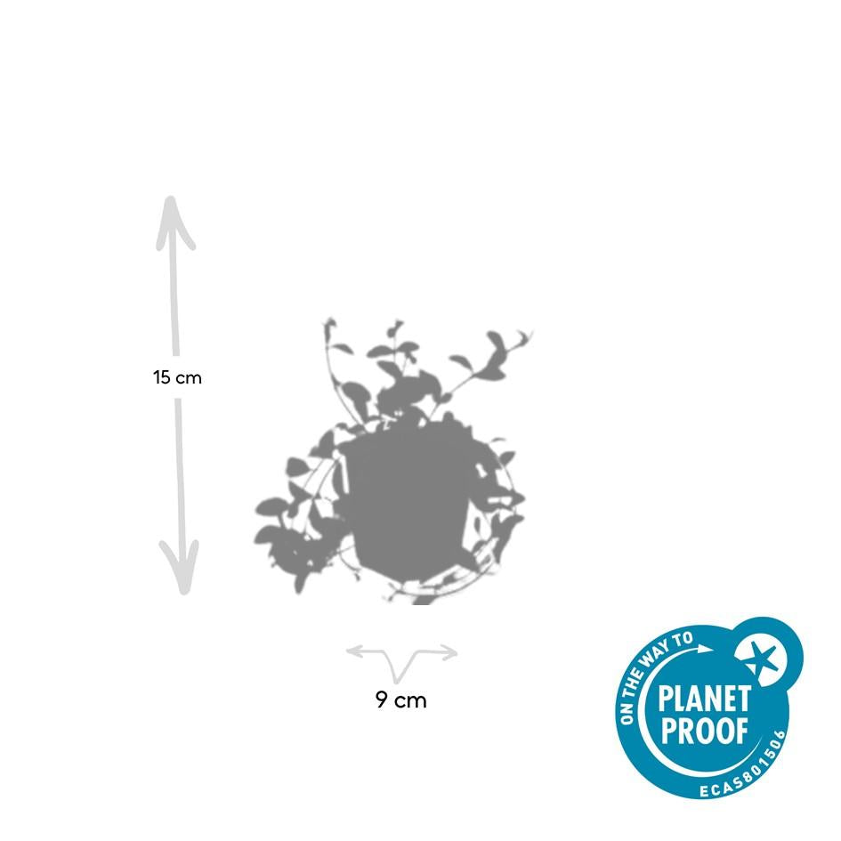 20x Vinca minor 'Aureovariegata' - ↕10-25cm - Ø9cm