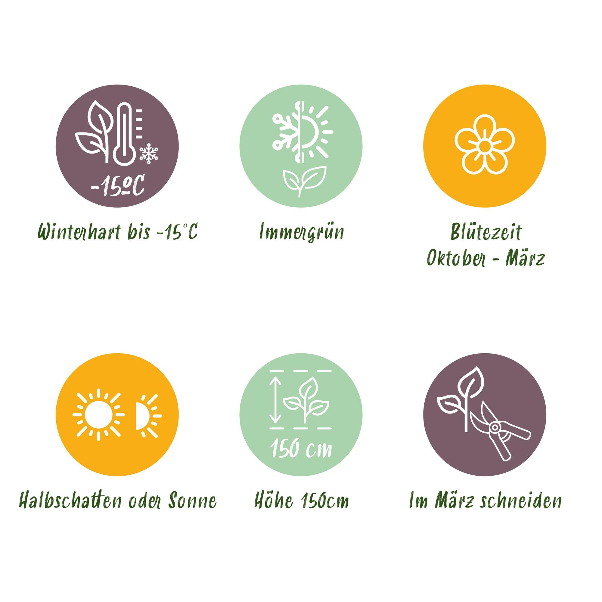 Viburnum tinus 'Eve Price' standard – terrasseplante, hårdfør, 19 cm potte, 90 cm høj