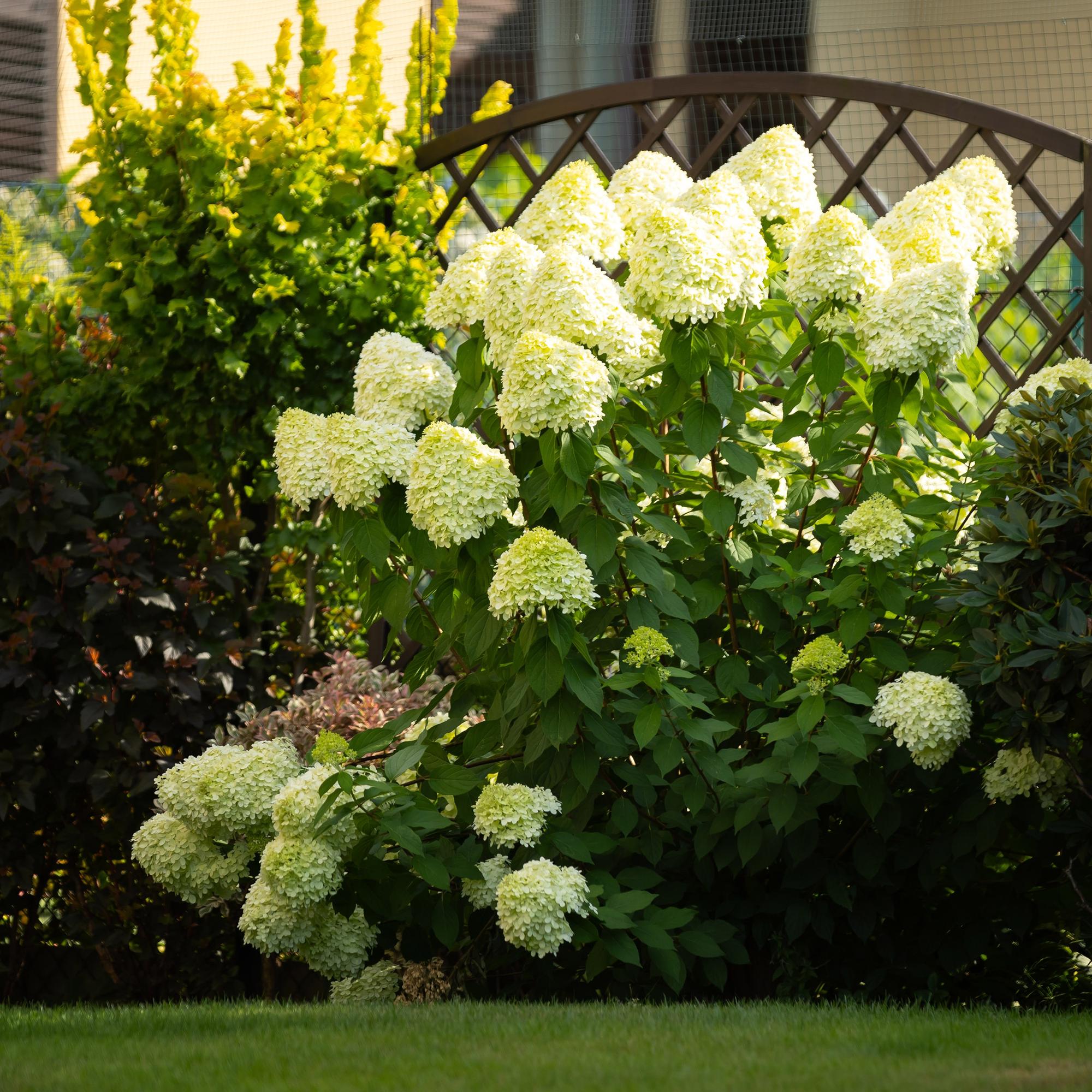 Panikhortensia 'Limelight' – cremehvide blomster, i en 17 cm potte, 50 cm høj