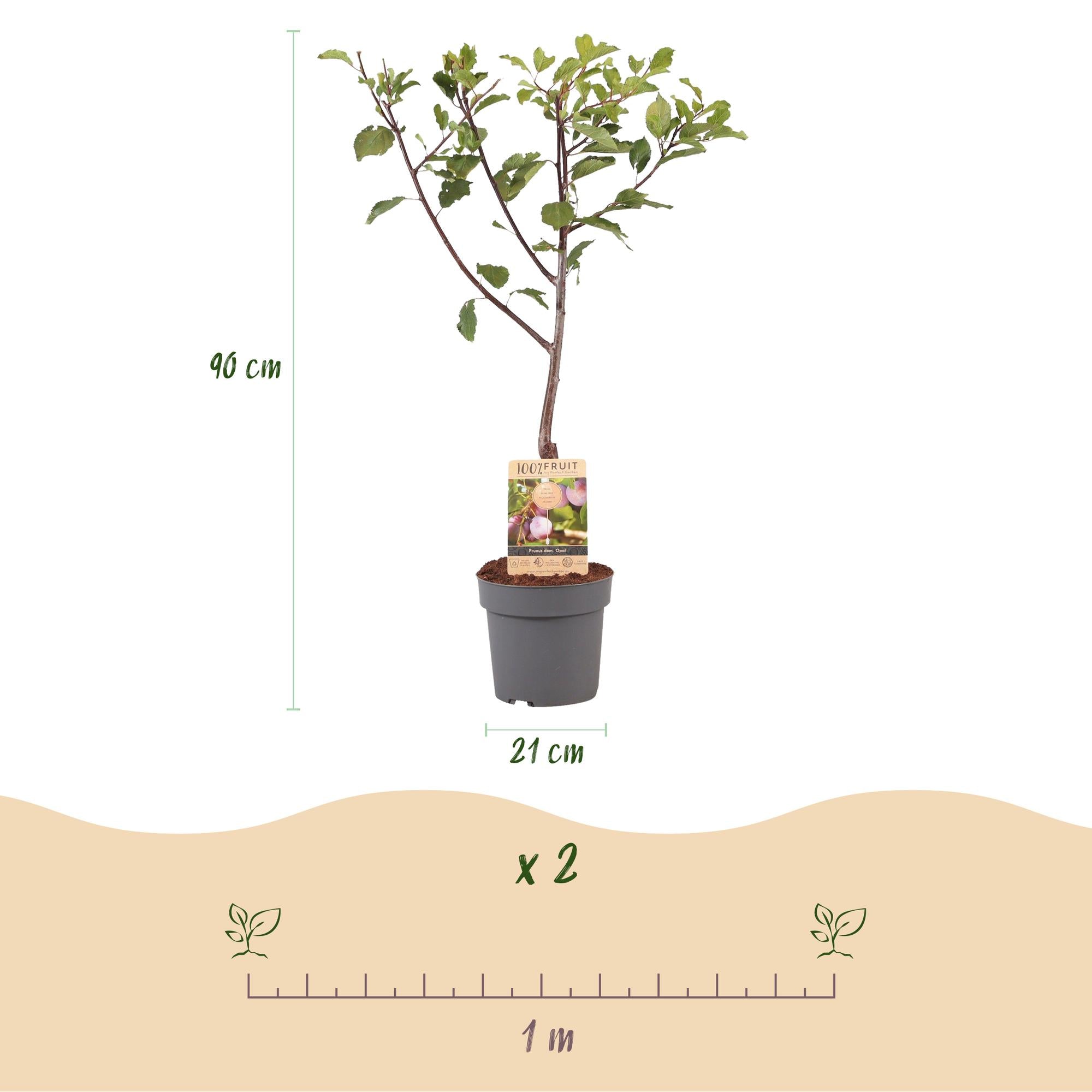 Blommetræ “Opal” – Gulrøde frugter i en 21 cm potte (ca. 90 cm høj)