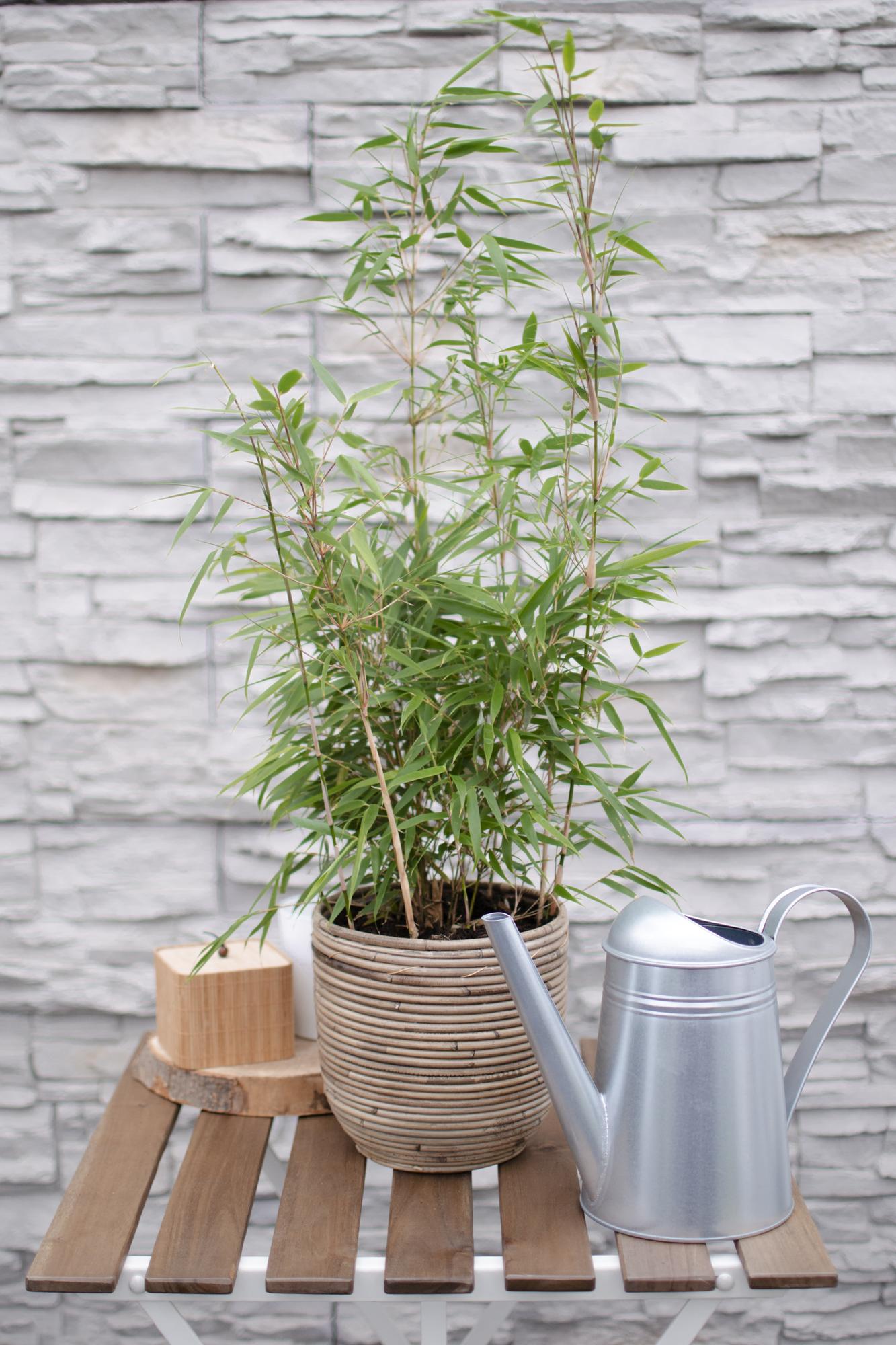 Fargesia rufa – klumpdannende havebambus i forskellige højder