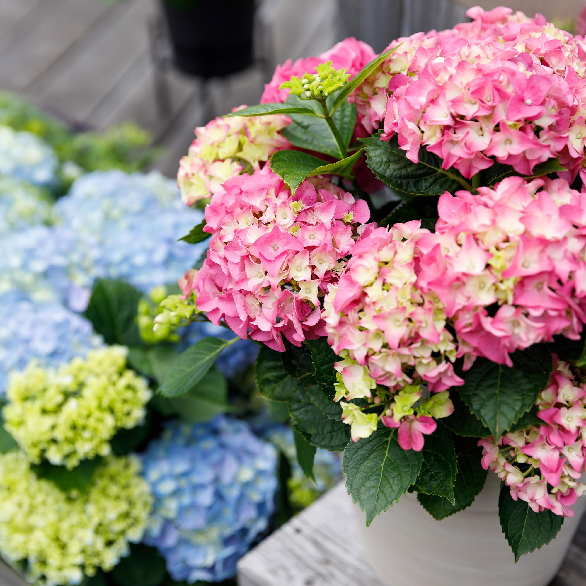 Hydrangea Rosa 'Forever & Ever' – 7-12 blomster, 23 cm potte, 55 cm høj